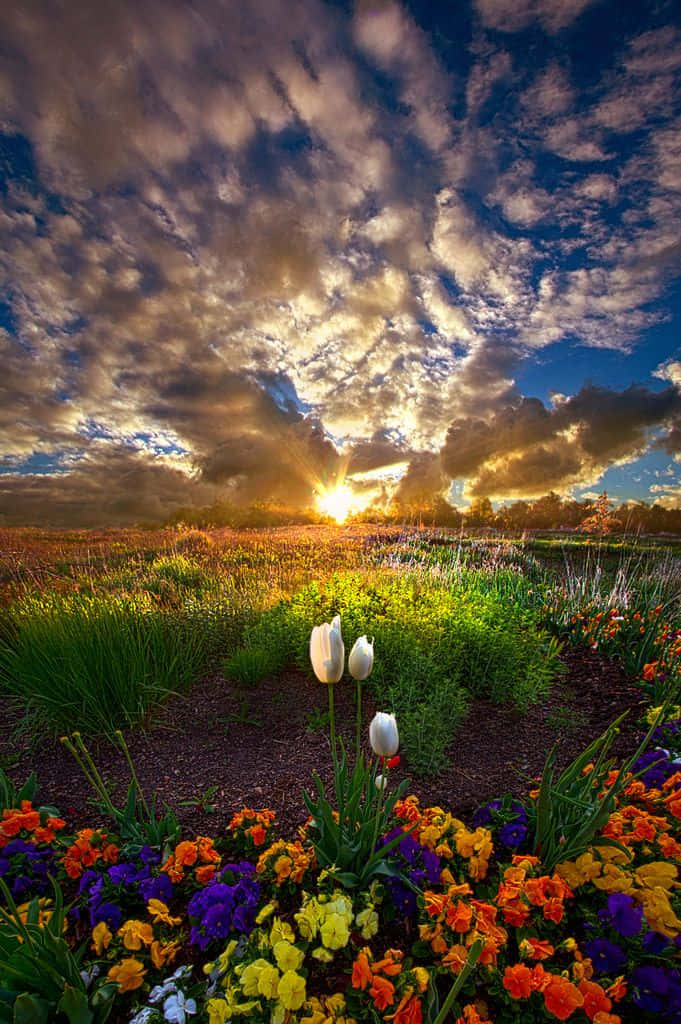 Beautiful Heaven 桌布 壁紙 — 鮮豔的花壇在戲劇性的日落天空下閃耀，金色的陽光穿透翻滾的雲層。
