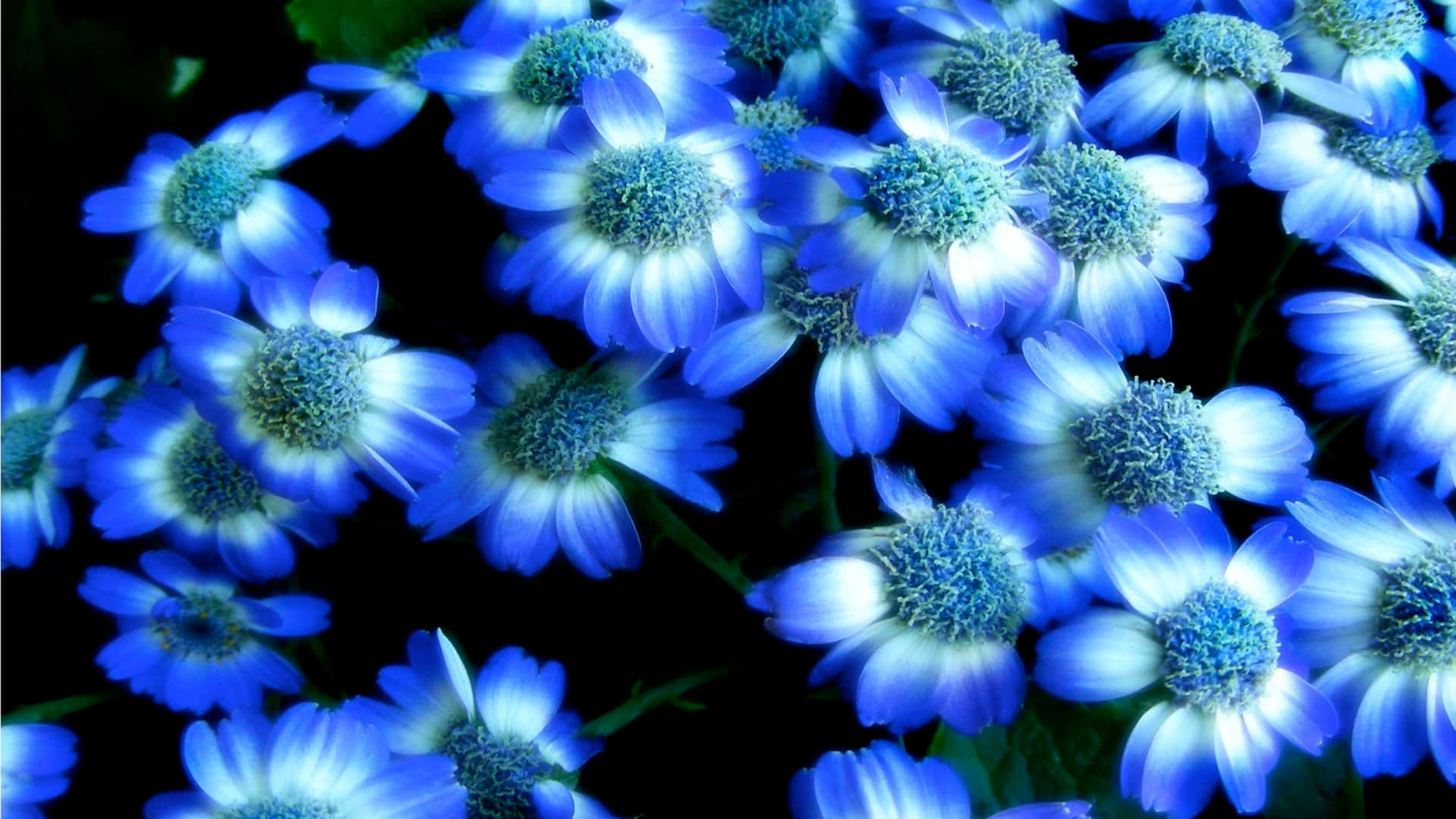 Flowers 桌布 壁紙 — 鮮豔的藍白雛菊在純黑背景上密集綻放，形成強烈對比。