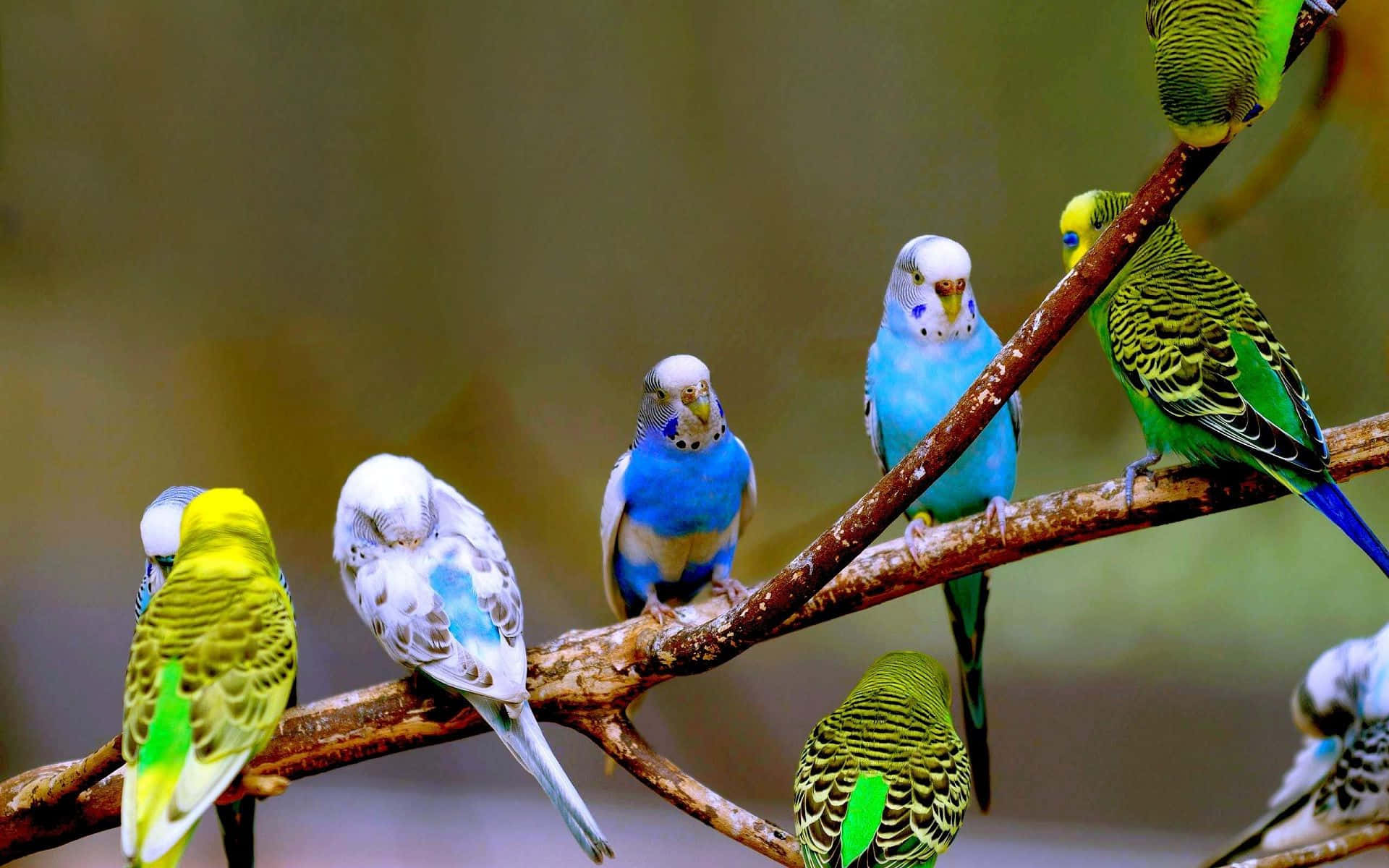 parrot 桌布 壁紙 — 鮮豔的藍色、綠色和白色虎皮鸚鵡一起棲息在紋理分明的樹枝上，背景柔和模糊。