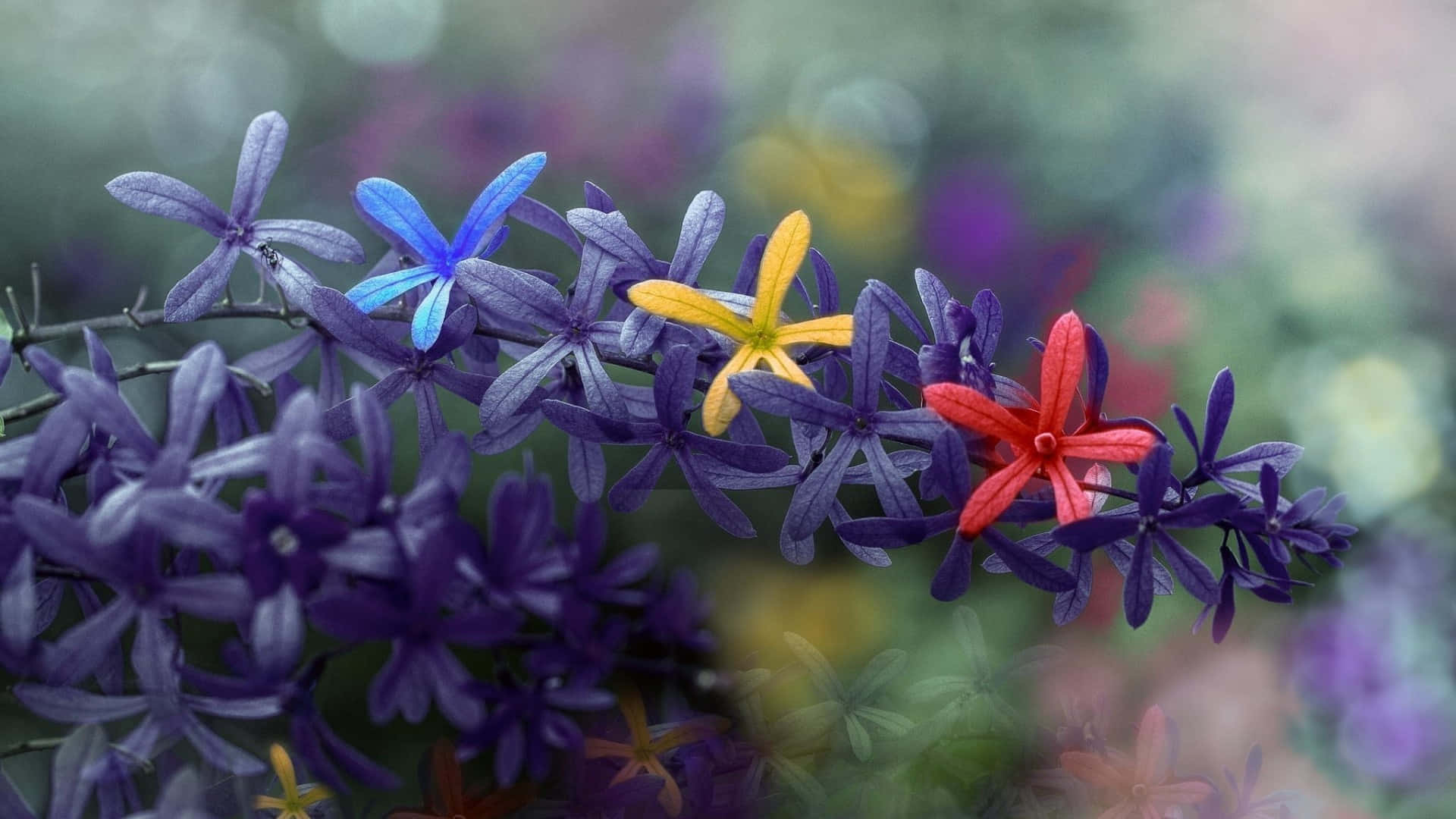Colorful Flowers 桌布 壁紙 — 鮮豔的藍色、黃色和紅色花朵沿著紫色莖幹盛開，背景是柔和模糊的花園。