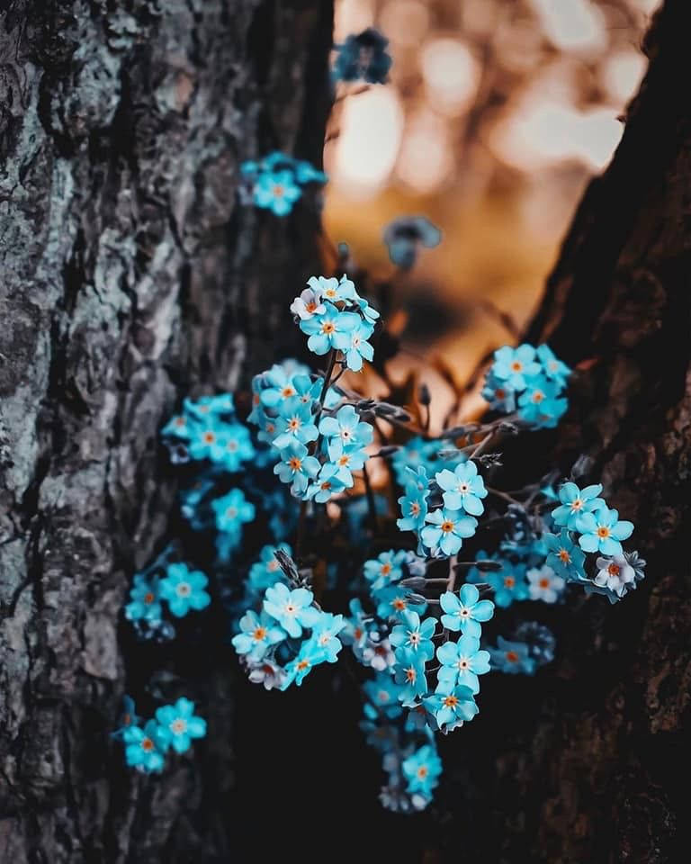 Me 桌布 壁紙 — 鮮豔的藍色勿忘我在粗糙的樹幹上 delicately 綻放，背景是溫暖的金色散景。