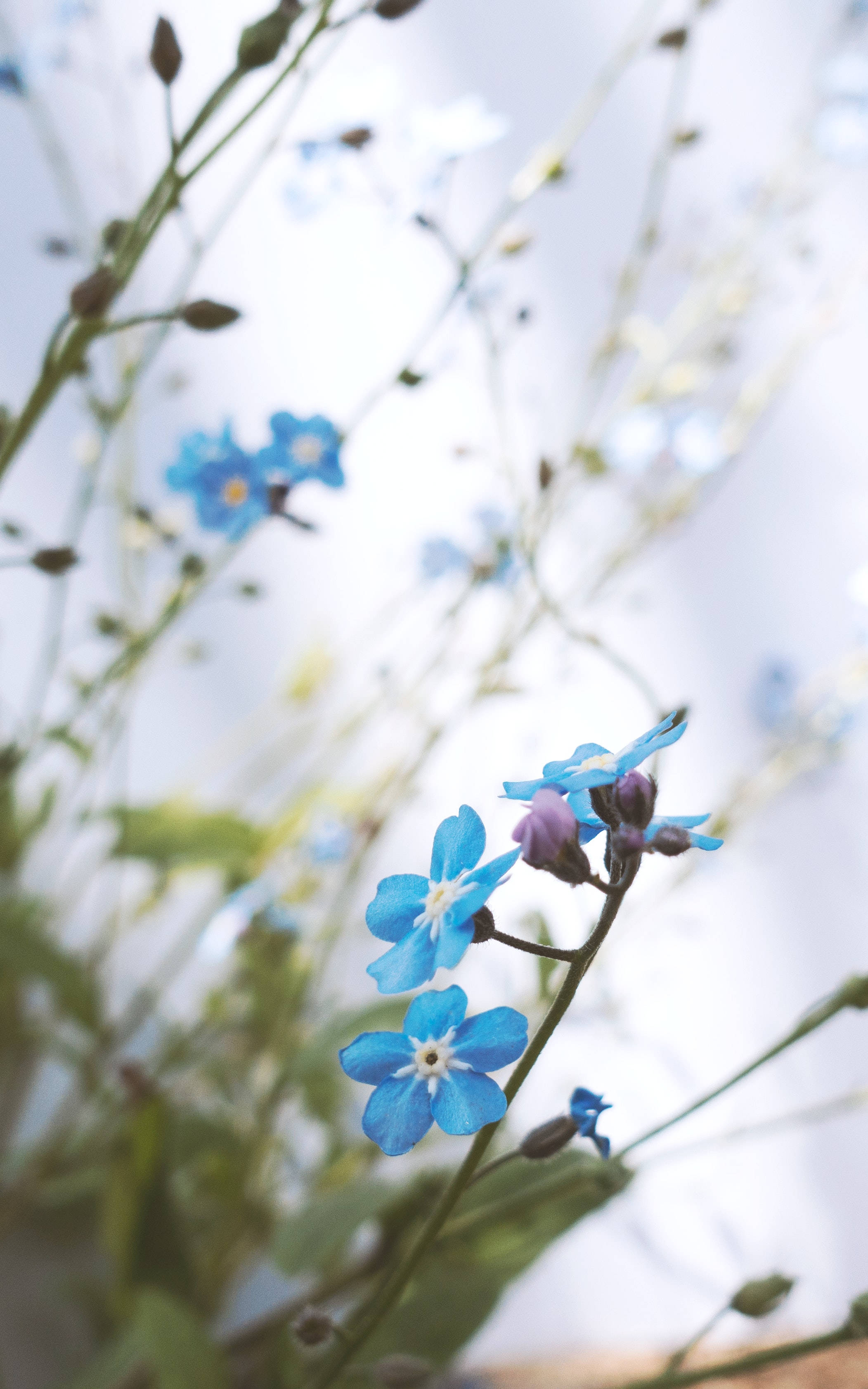 Cute Blue 桌布 壁紙 — 鮮豔的藍色勿忘我在綠色莖稈和淡色天空的柔和模糊背景下 delicately 綻放。