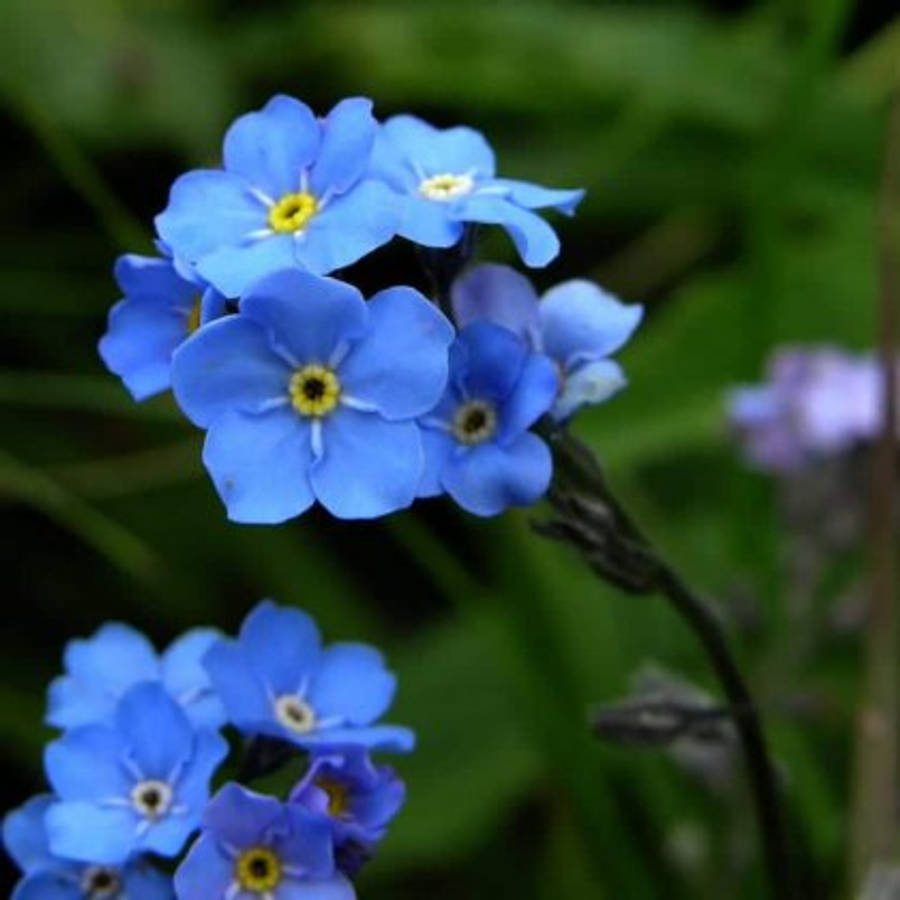 Forget Me Not Flower 桌布 壁紙 — 鮮豔的藍色勿忘我花，帶有黃色花心，在柔和的綠色模糊背景上細膩地綻放。