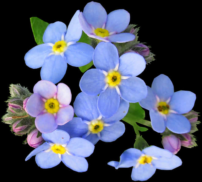 Blue Flower 桌布 壁紙 — 鮮豔的藍色勿忘我花，黃色花心，在純黑背景上盛開，點綴著綠葉和粉紅花蕾。