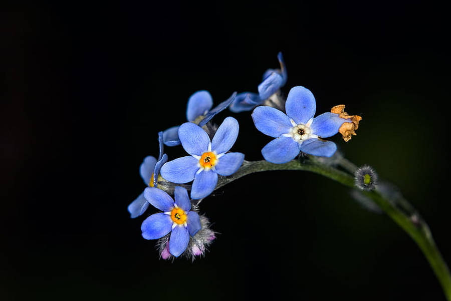 勿忘我花 桌布 壁紙 — 鮮豔的藍色勿忘我花朵，帶有黃色花心，在深黑色背景上細膩地綻放。