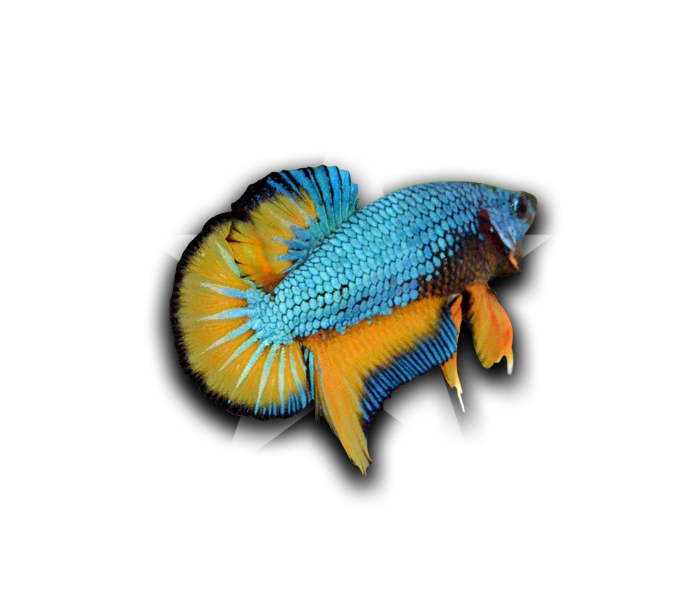 魚 桌布 壁紙 — 鮮豔的藍色和橙色鬥魚，流動的魚鰭，位於白色星星標誌中心，黑色背景。