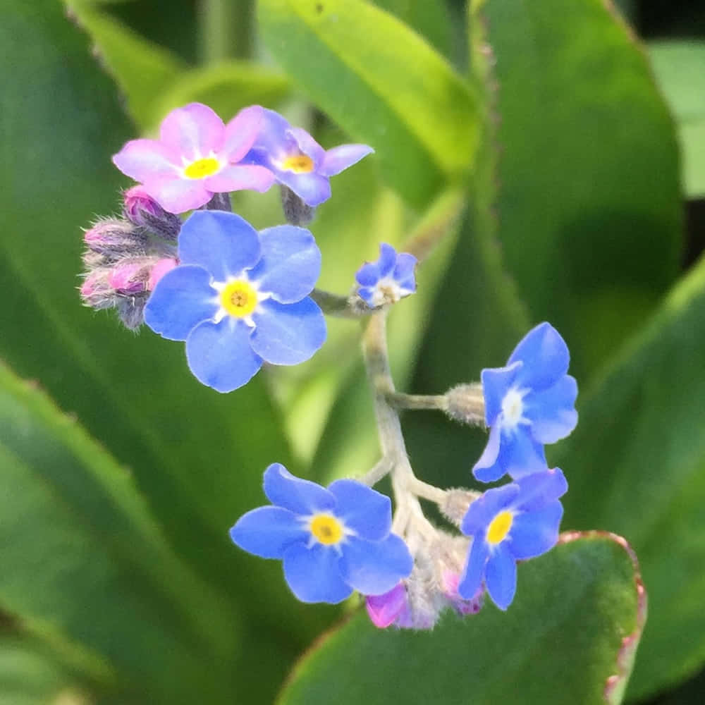 勿忘我花 桌布 壁紙 — 鮮豔的藍色和粉紅色勿忘我花，黃色花心，在柔和的自然光下，在茂密的綠葉中盛開。