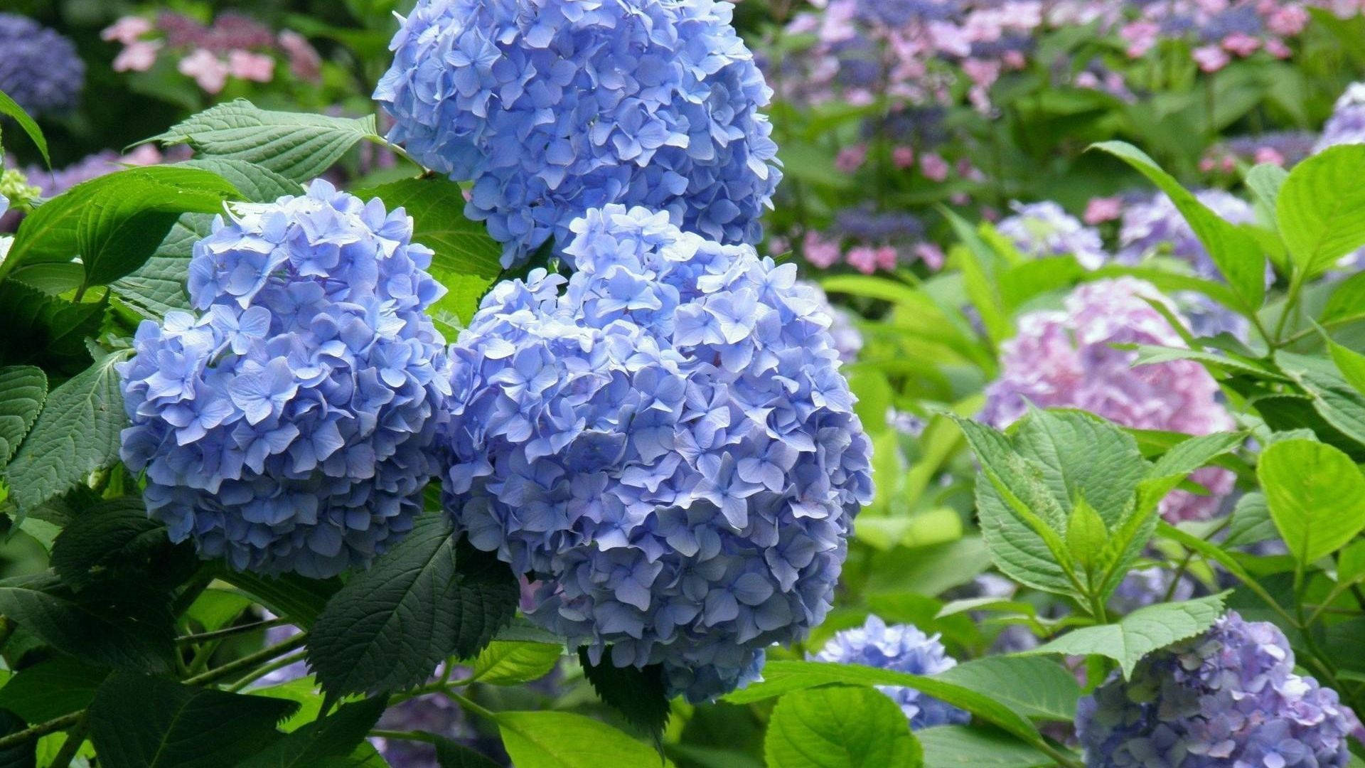 Flowers 桌布 壁紙 — 鮮豔的藍色和粉紅色繡球花簇擁在陽光花園中茂密的綠葉之間。