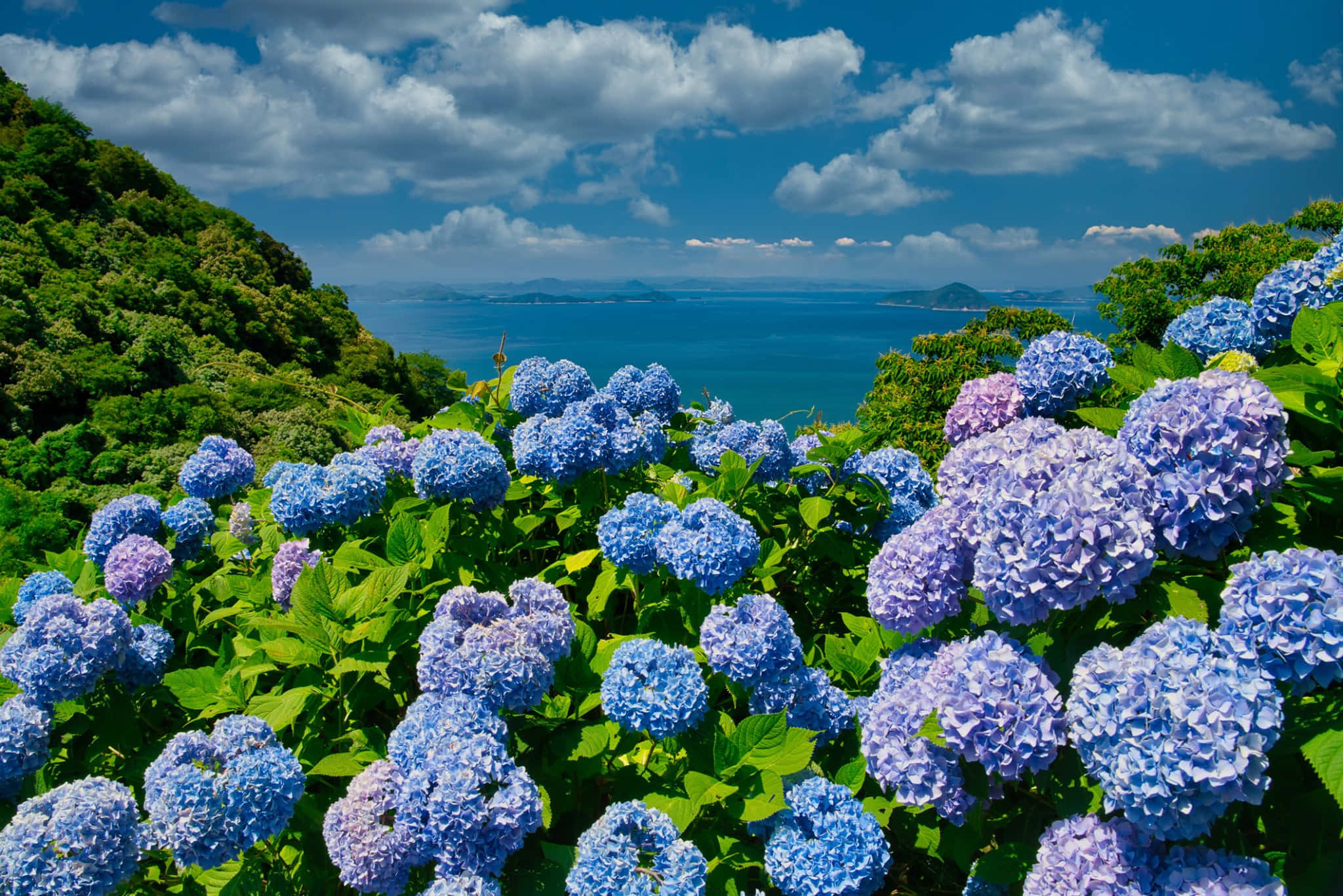 Blue Flowers 桌布 壁紙 — 鮮豔的藍色和紫色繡球花在一個山坡上茂盛綻放，俯瞰著廣闊的海洋，天空湛藍，白雲蓬鬆。