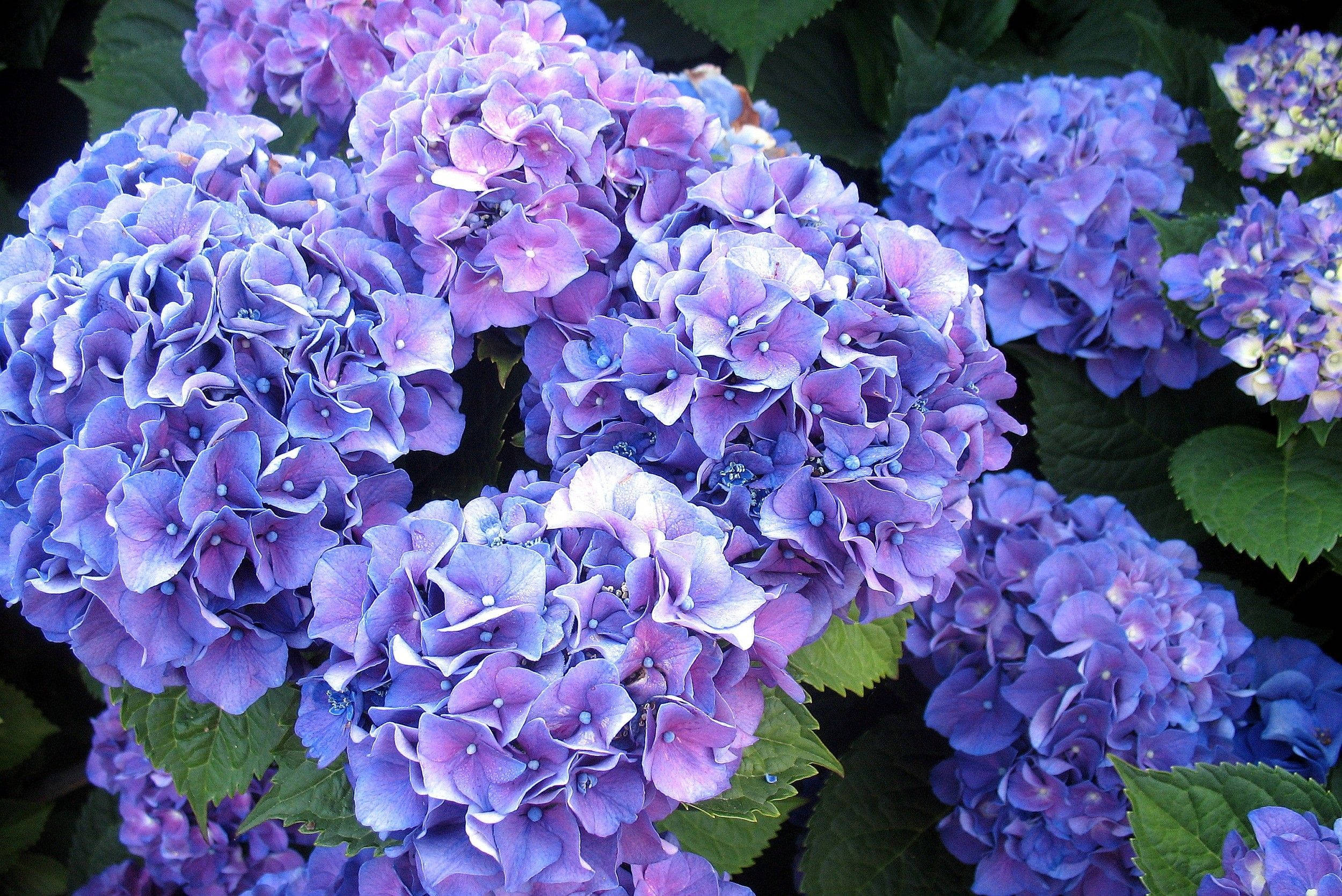 Flowers 桌布 壁紙 — 鮮豔的藍色和紫色繡球花在陽光普照的花園場景中，密集地簇擁在茂密的綠葉之間。