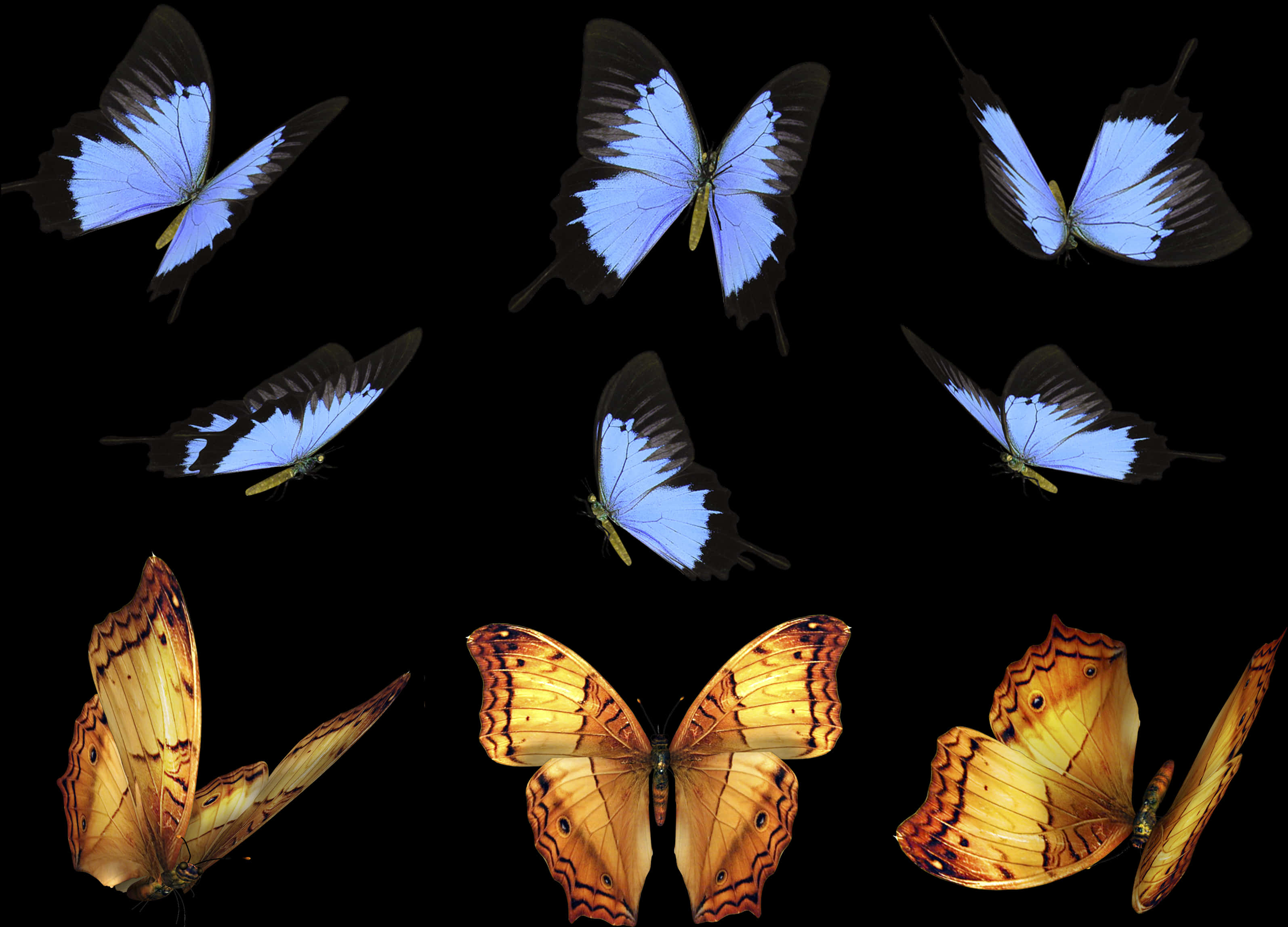 Butterflies 桌布 壁紙 — 鮮豔的藍色和金色蝴蝶，帶有複雜的翅膀圖案，在純黑色背景上優雅地飄浮。