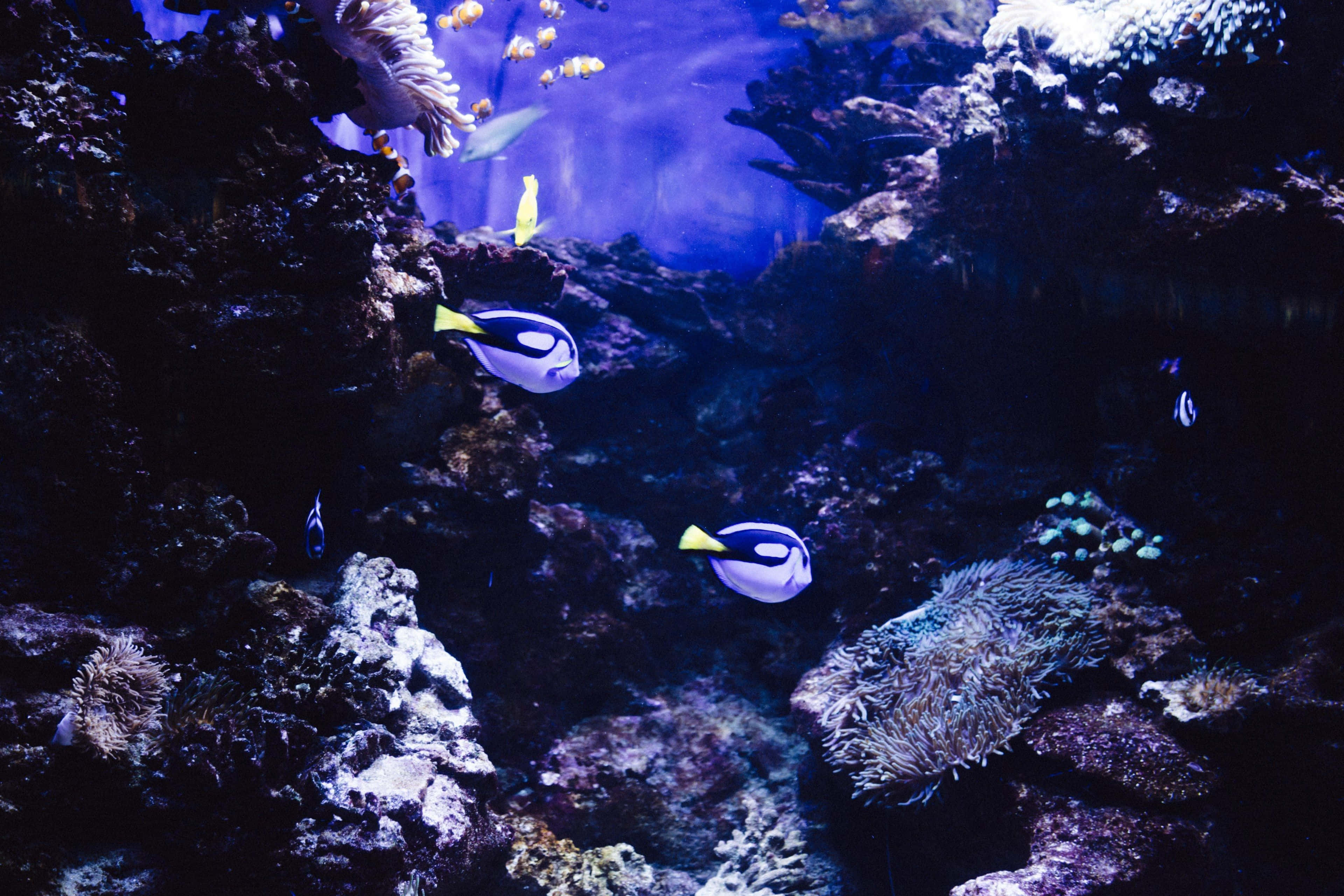 coral 桌布 壁紙 — 鮮豔的藍色和黃色魚群在深水場景中，於深色珊瑚和海葵之間優雅地游動。