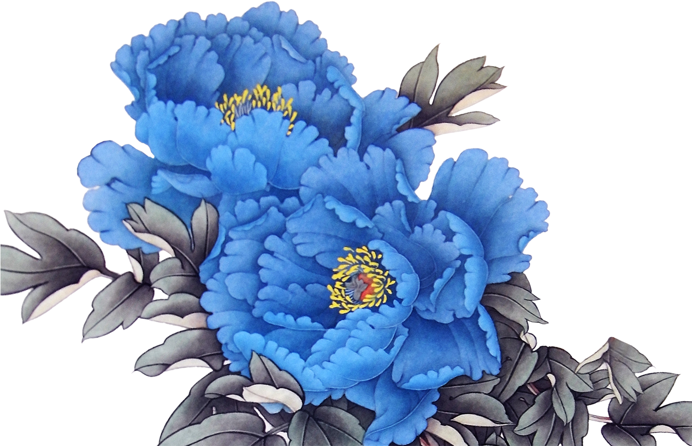 Peony 桌布 壁紙 — 鮮豔的藍色牡丹花，帶有黃色雄蕊，在純黑背景下盛開，由單色葉片襯托。