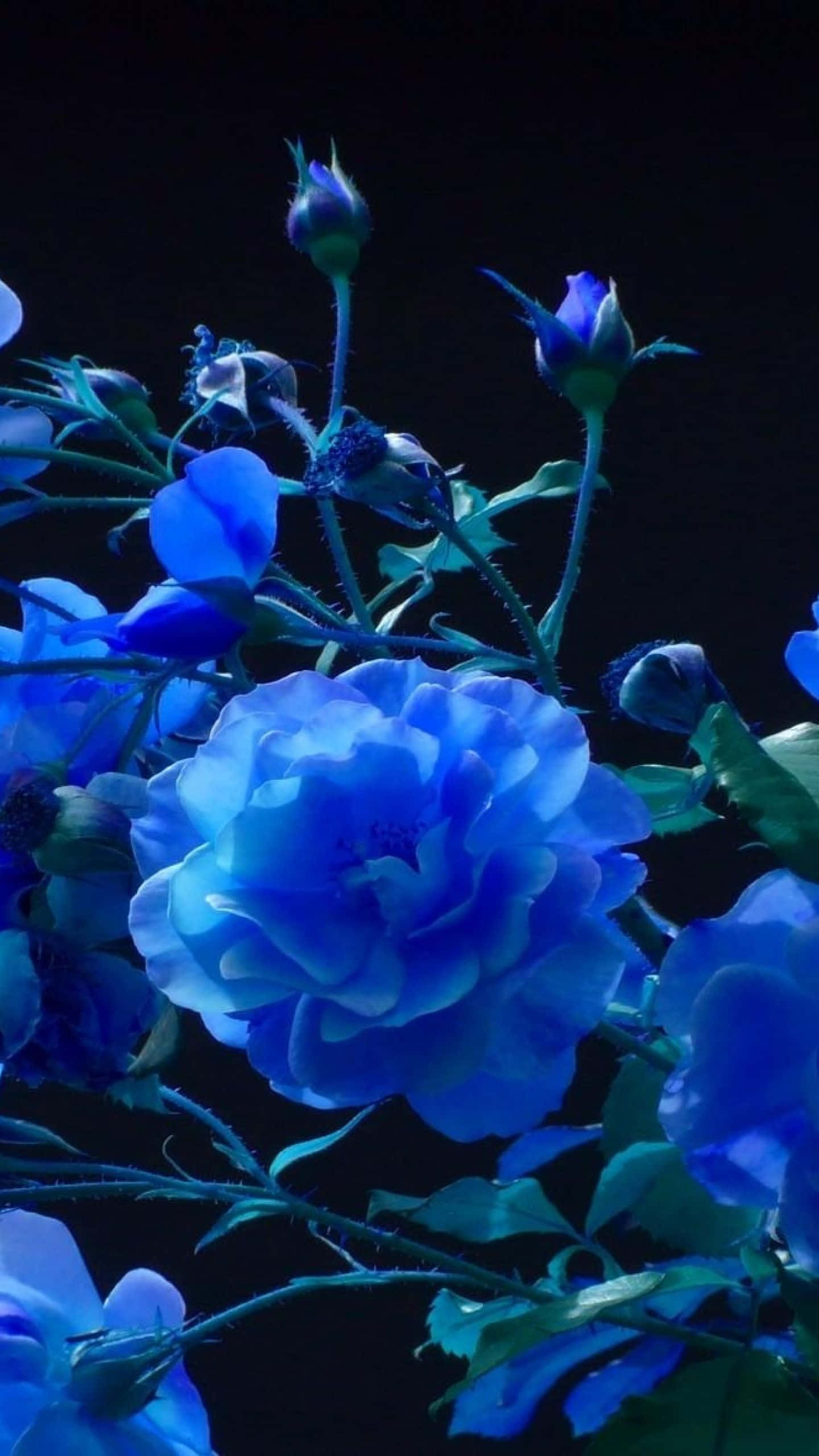 Abstract Rose 桌布 壁紙 — 鮮豔的藍色玫瑰和花蕾在深黑色背景上發光，呈現戲劇性的特寫。