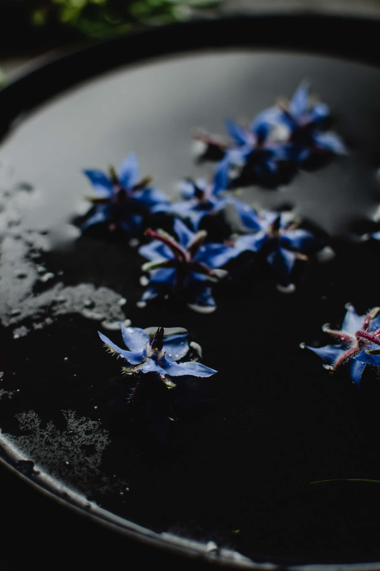 Flowers 桌布 壁紙 — 鮮豔的藍色琉璃苣花在淺碗中的深色水面上優雅漂浮。