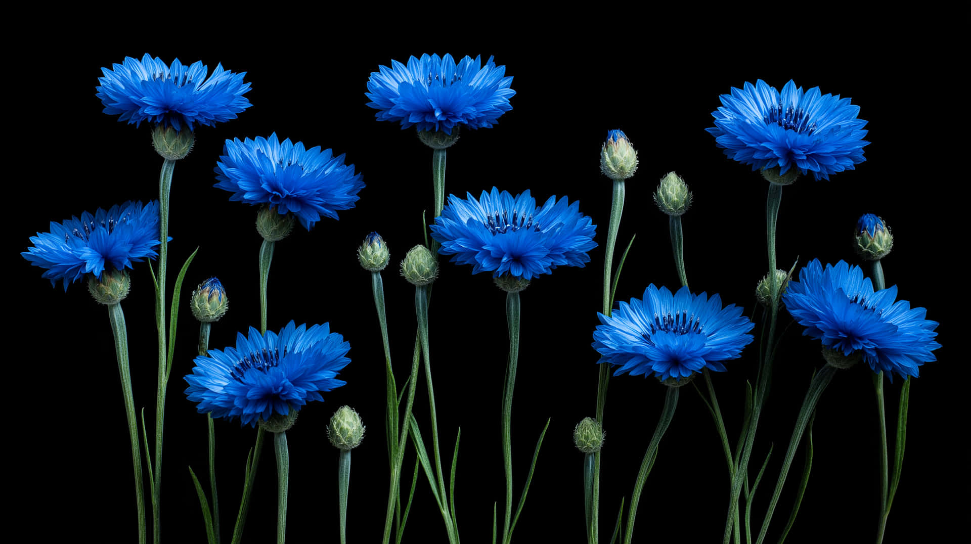 Vibrant Blue Cornflowers on Striking Black Background 壁紙 — 鮮豔的藍色矢車菊，帶有綠色莖和花蕾，在純黑色背景上顯得格外突出。