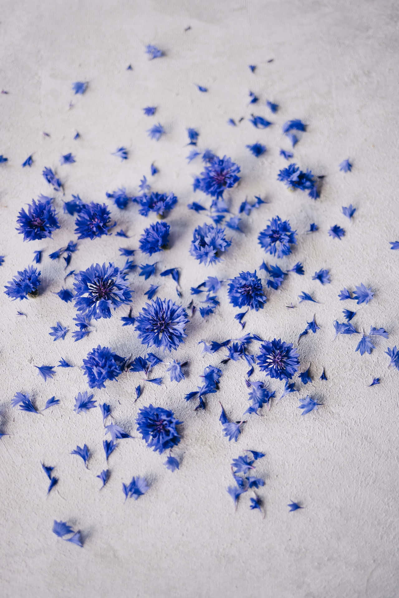 Flowers 桌布 壁紙 — 鮮豔的藍色矢車菊和花瓣散落在有紋理的白色表面上，形成精緻自然的排列。