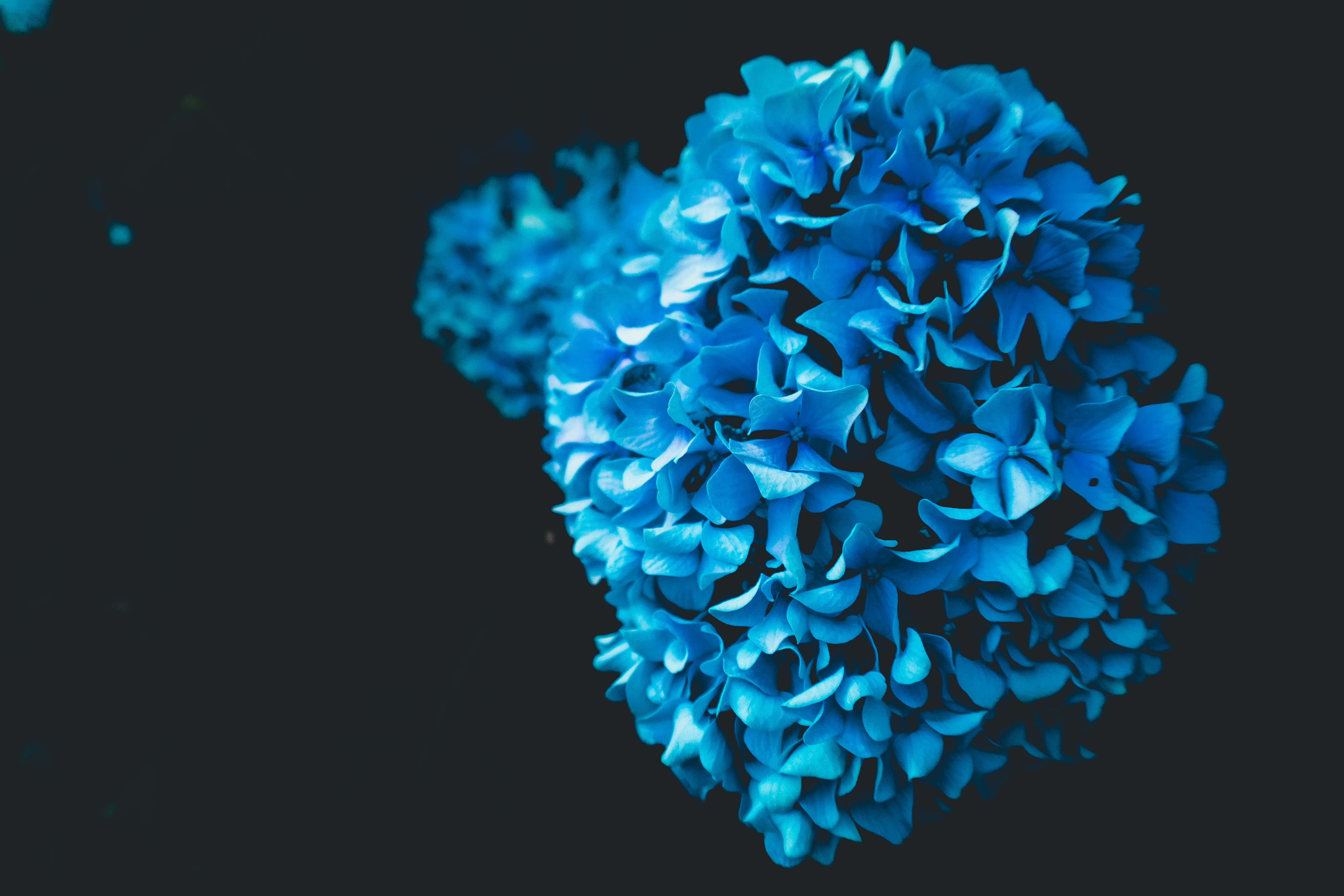 Hydrangea 桌布 壁紙 — 鮮豔的藍色繡球花在深黑色背景下清晰對焦，形成鮮明對比。