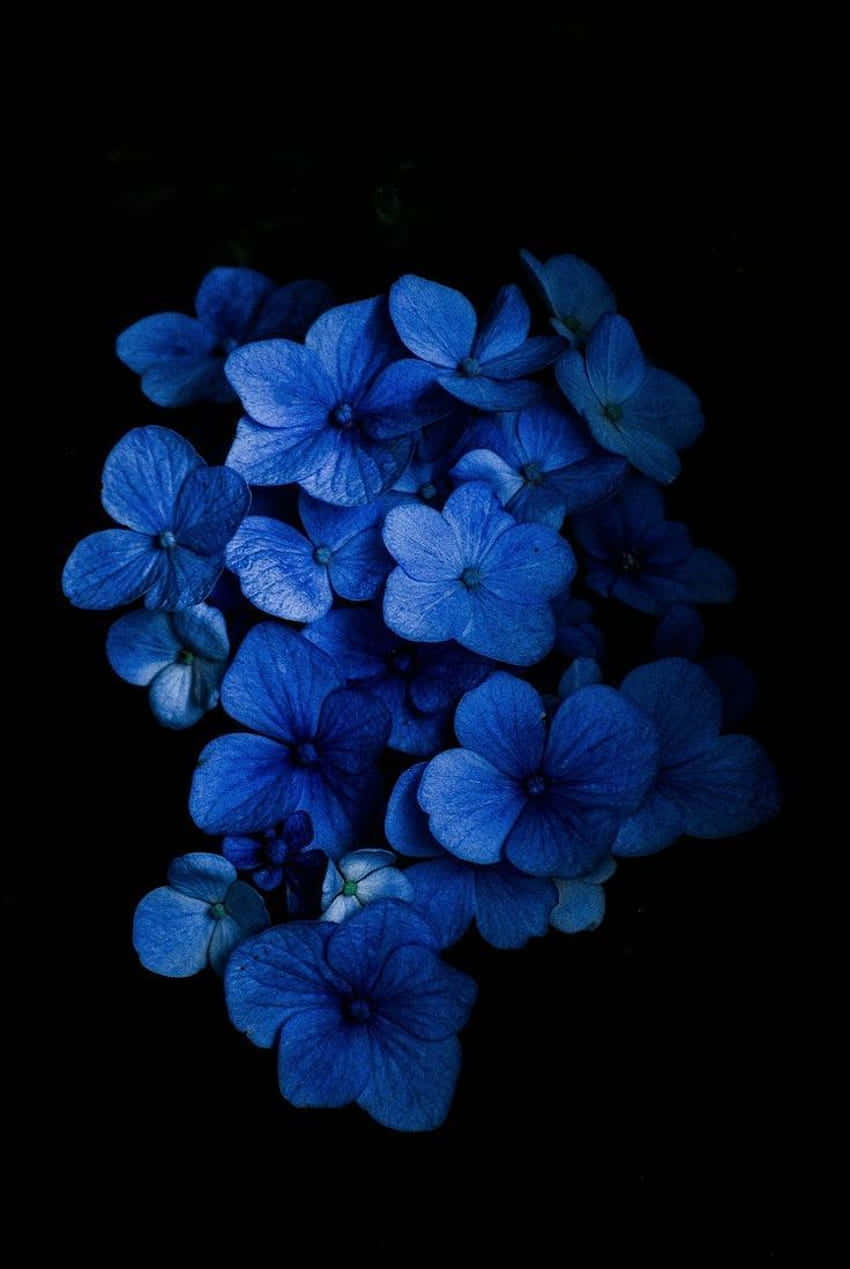 Blue Flower 桌布 壁紙 — 鮮豔的藍色繡球花在深黑色背景下閃耀，呈現戲劇性的特寫。