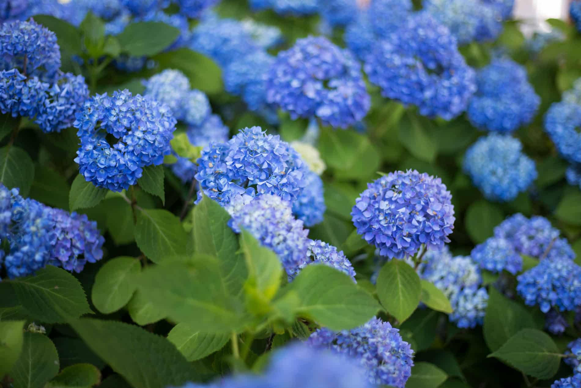 Flowers 桌布 壁紙 — 鮮豔的藍色繡球花在陽光明媚的花園中，密集地簇擁在茂盛的綠葉之間。