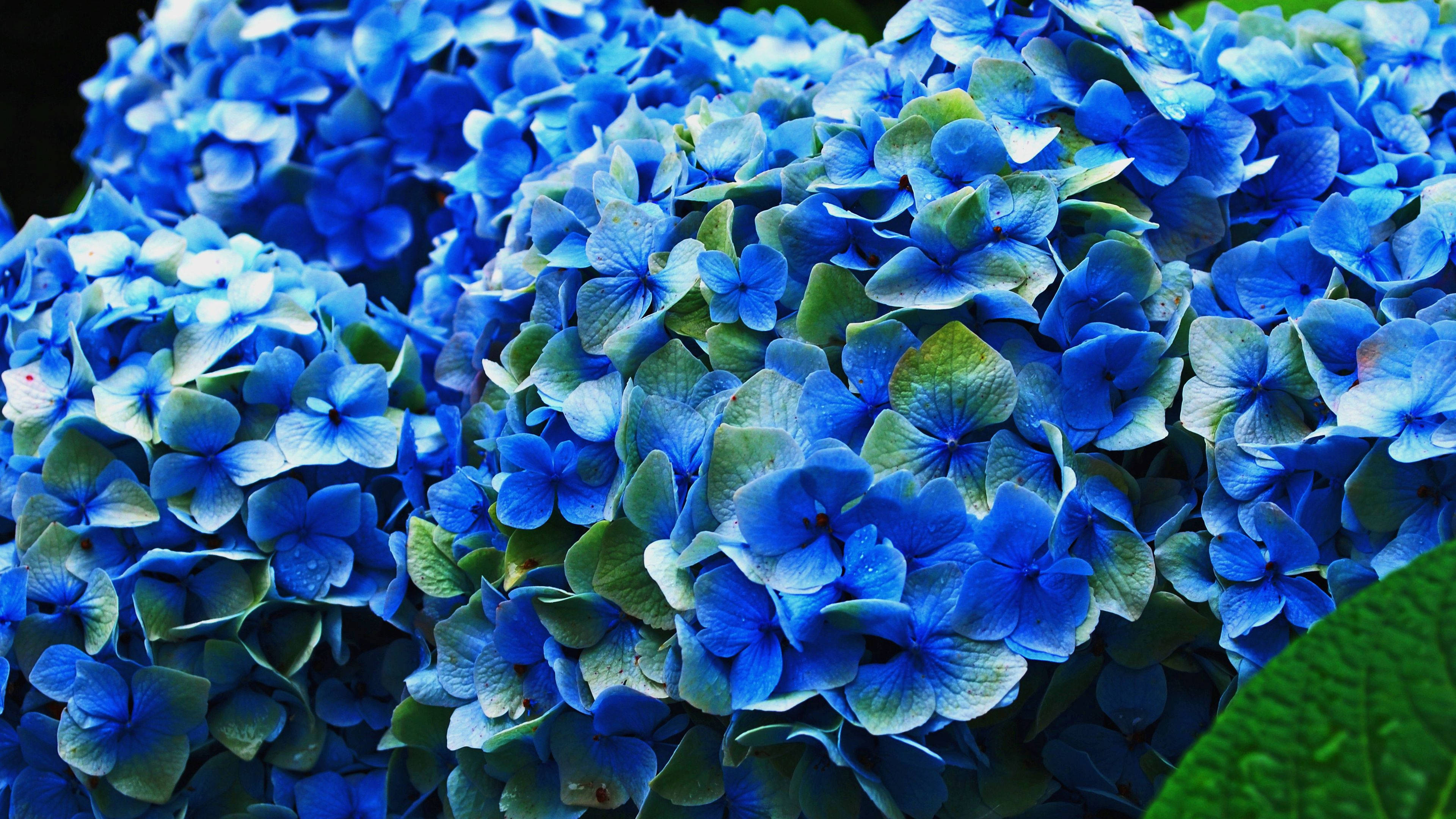 Blue Flower 桌布 壁紙 — 鮮豔的藍色繡球花帶著露珠，在茂密綠葉的襯托下閃閃發光，是花園的特寫鏡頭。