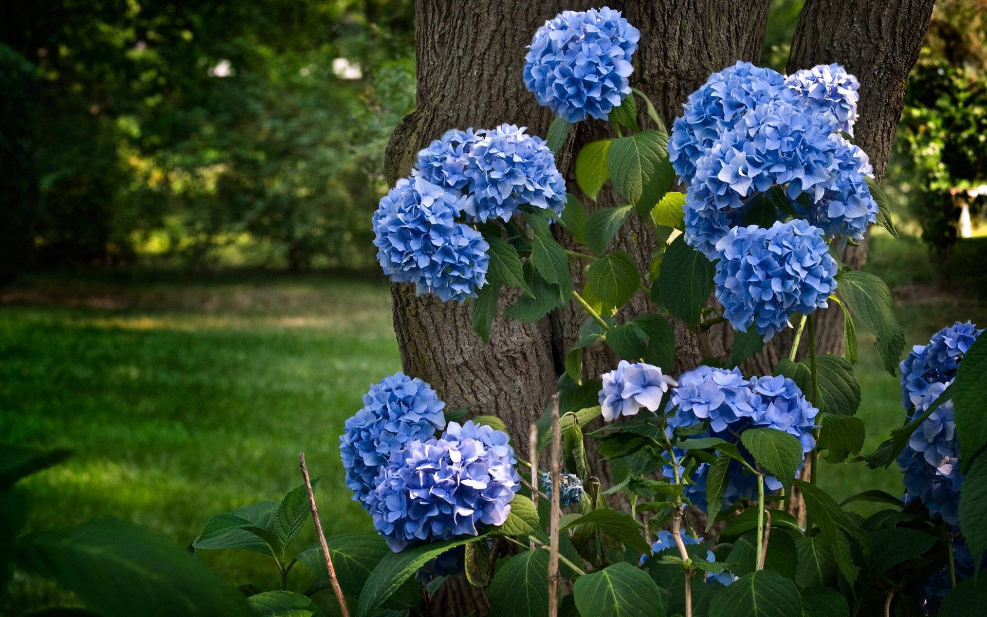 Blue Flower 桌布 壁紙 — 鮮豔的藍色繡球花簇擁在紋理豐富的樹幹周圍，陽光灑落在茂盛綠草的花園中。