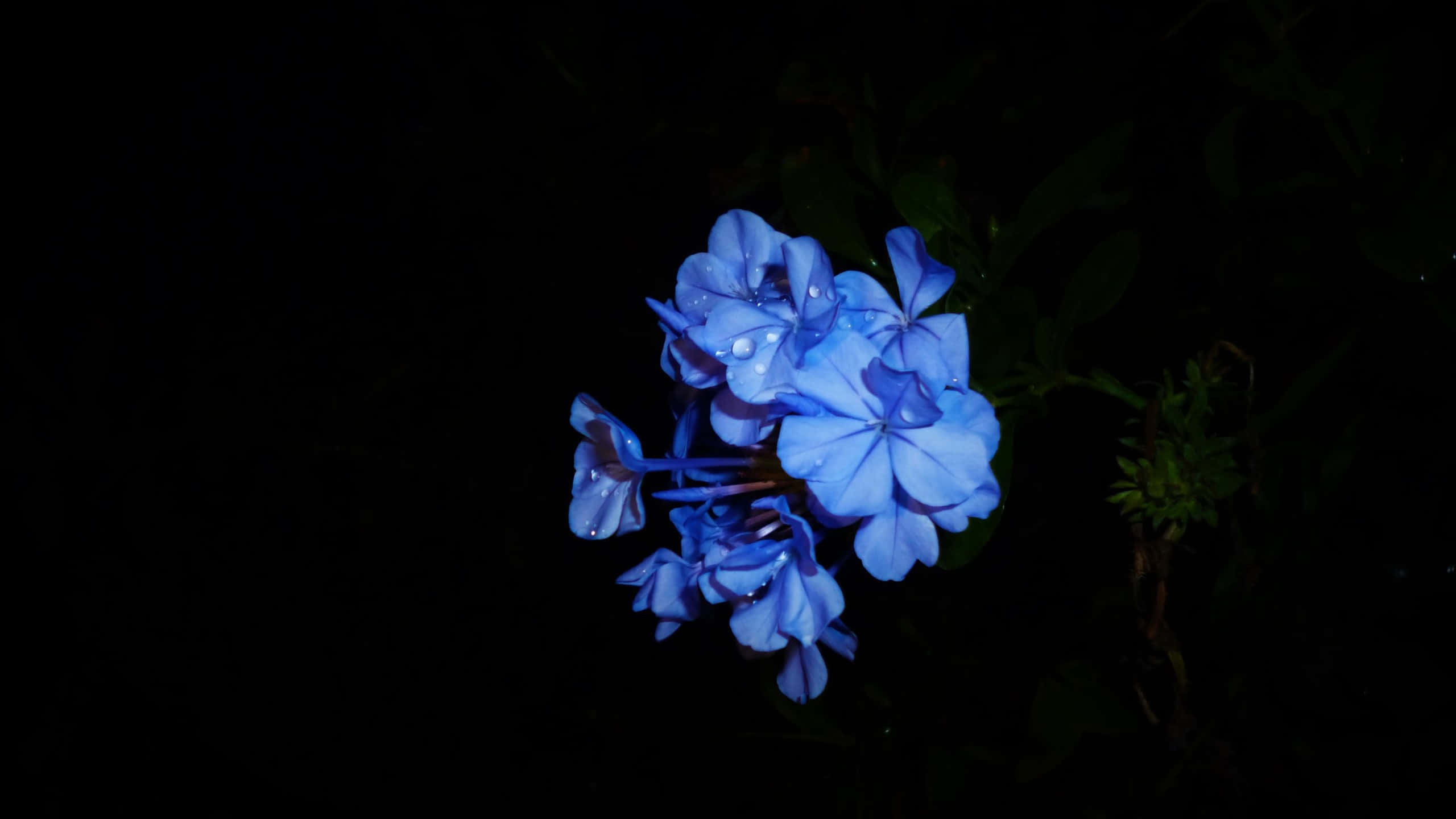 Flowers 桌布 壁紙 — 鮮豔的藍色花朵在漆黑的夜晚背景下閃爍著露珠。