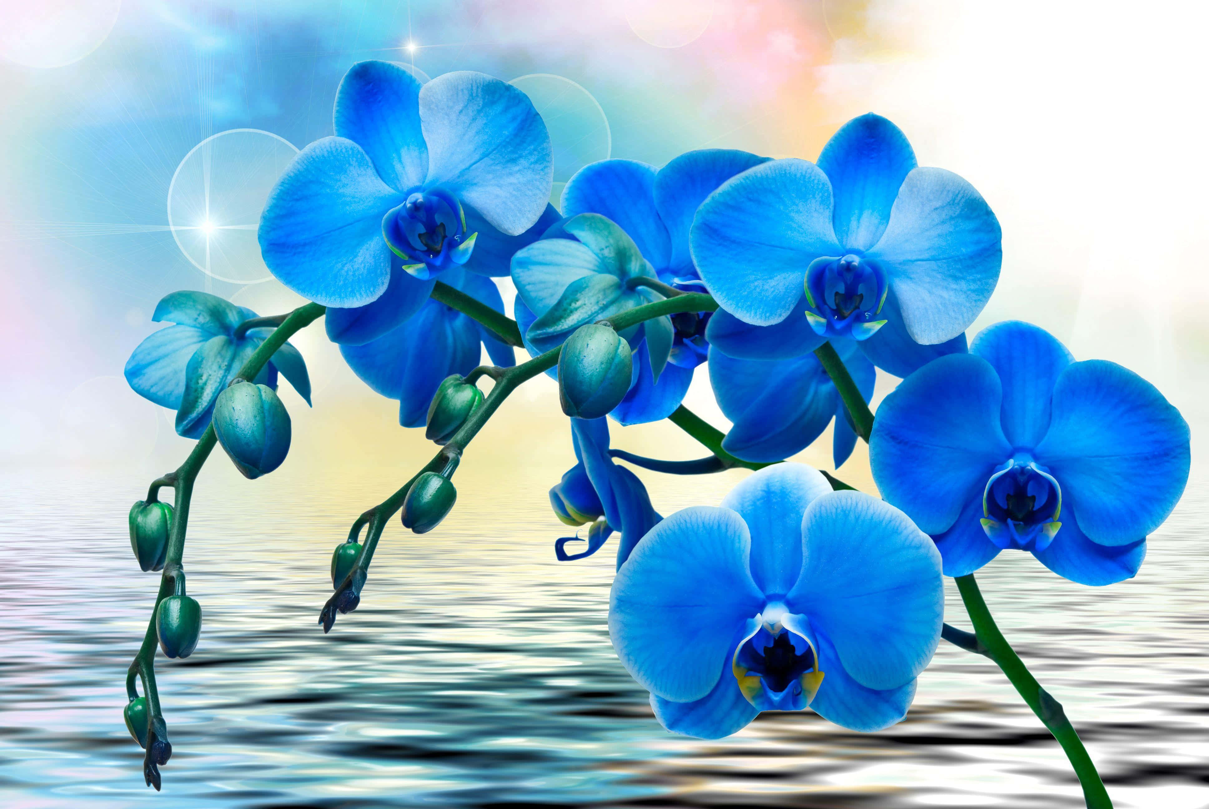 Orchids 桌布 壁紙 — 鮮豔的藍色蘭花在柔和的發光天空下，優雅地綻放在漣漪的水面上。