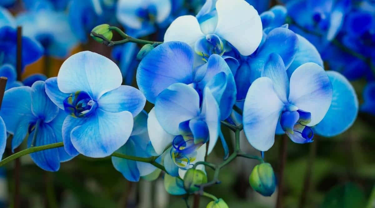 Orchid Flower 桌布 壁紙 — 鮮豔的藍色蘭花在柔焦中盛開，花瓣精緻，莖葉翠綠，襯以模糊的自然背景。
