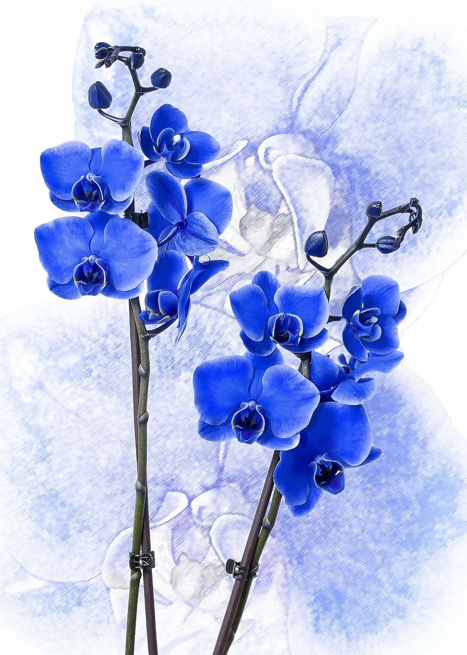 Painting 桌布 壁紙 — 鮮豔的藍色蘭花在淡藍色和白色的柔和水彩洗滌中優雅地綻放。