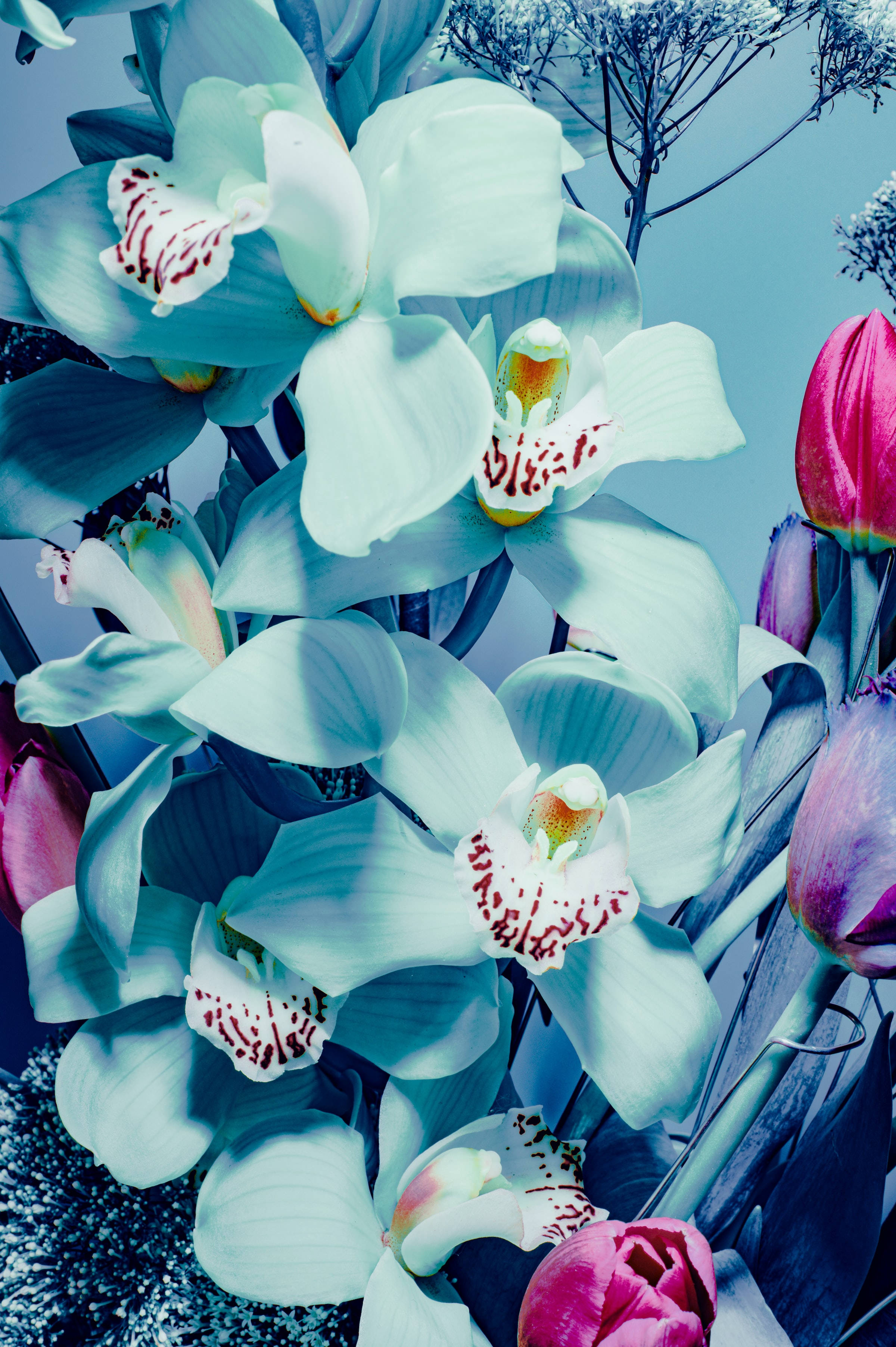 Orchids 桌布 壁紙 — 鮮豔的藍色蘭花帶有紅色斑點中心，在冷色調燈光下與粉紅色鬱金香一起綻放。
