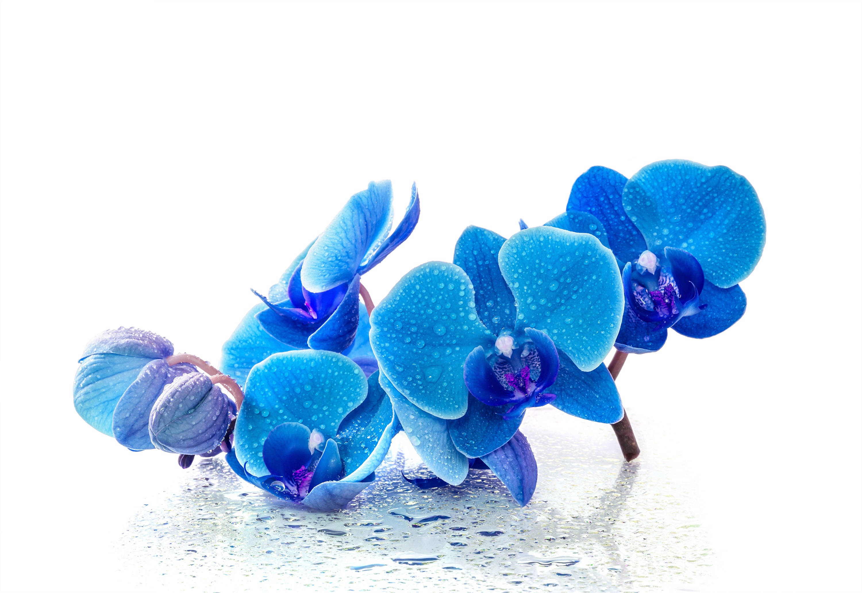 Orchids 桌布 壁紙 — 鮮豔的藍色蘭花帶有露珠，放在濕潤的反光表面上，背景為純白色。