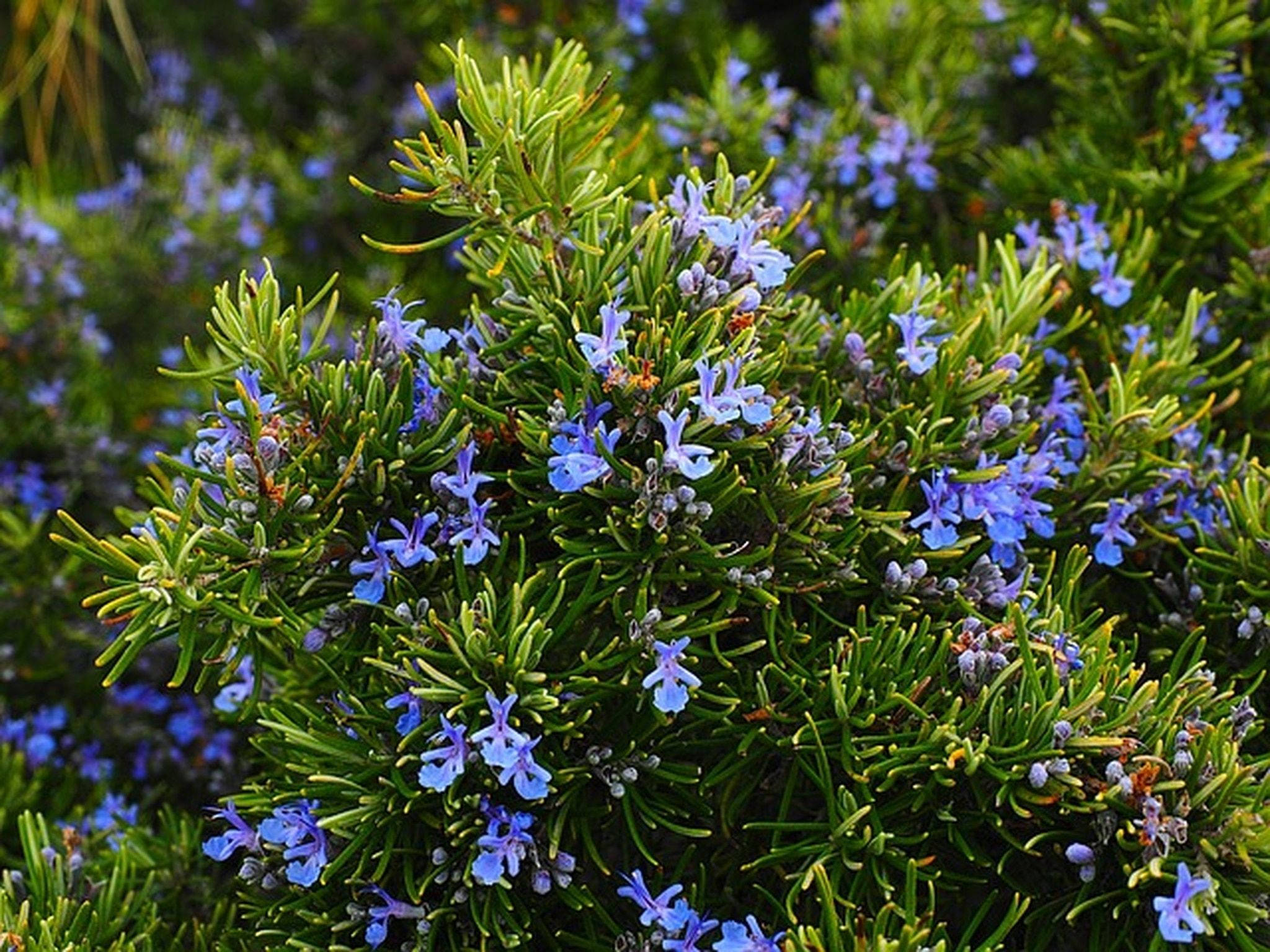 bushes 桌布 壁紙 — 鮮豔的藍色迷迭香花在陽光普照的花園特寫中，在尖刺的綠色葉子間密集綻放。