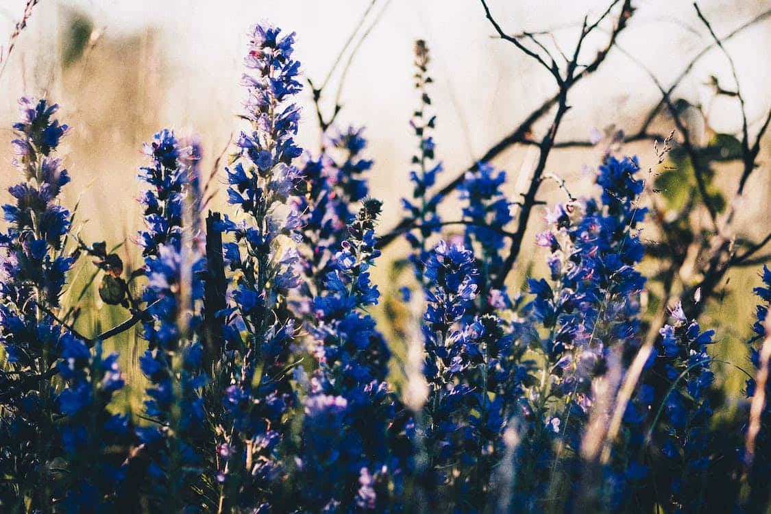 Blue Flowers Aesthetic 桌布 壁紙 — 鮮豔的藍色野花在柔和的金色陽光下輕輕搖曳，背景是模糊的草叢和光禿的樹枝。