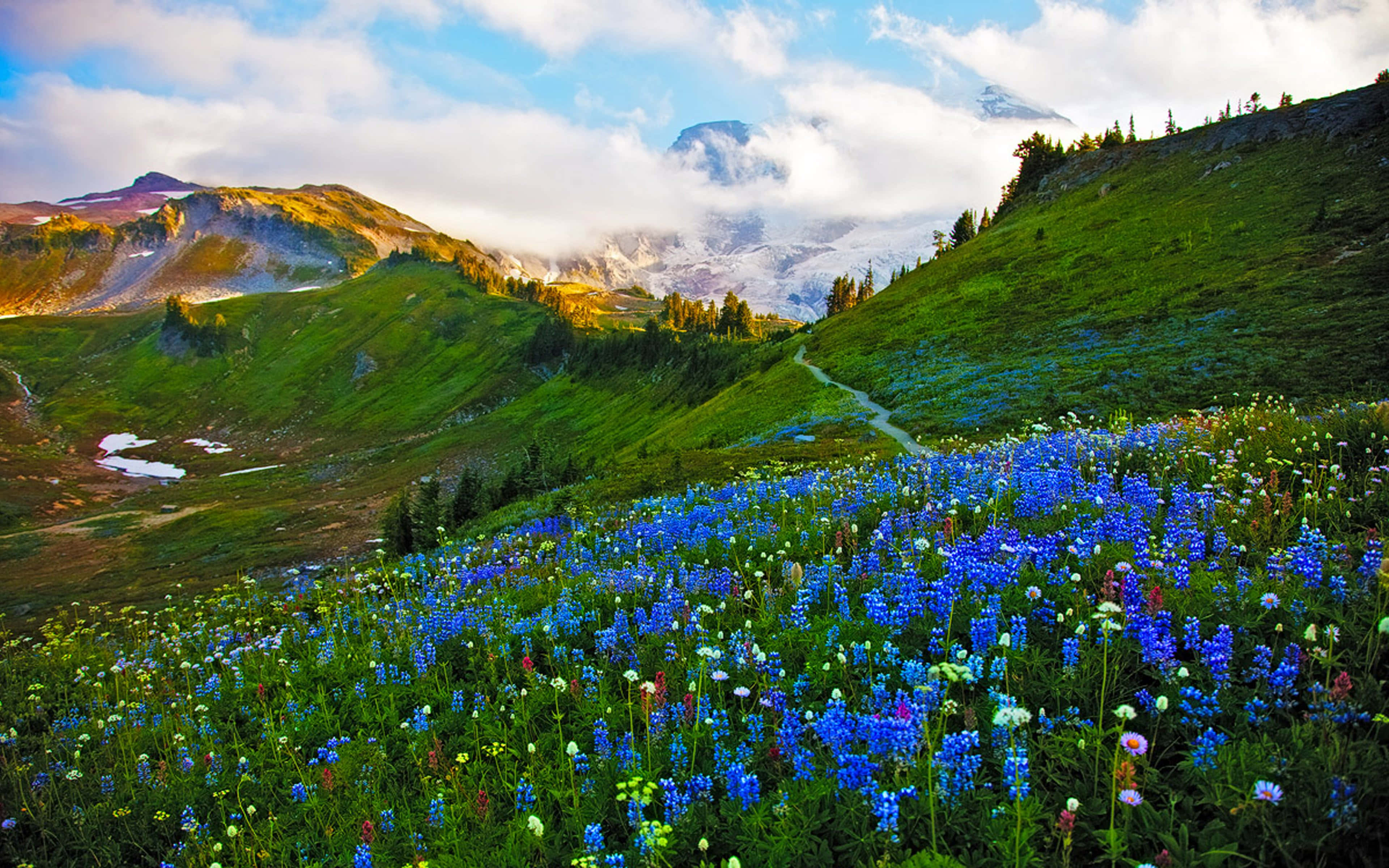 Meadow 桌布 壁紙 — 鮮豔的藍色野花覆蓋著陽光明媚的山間草地，白雪皚皚的山峰在霧濛濛的雲層後升起。