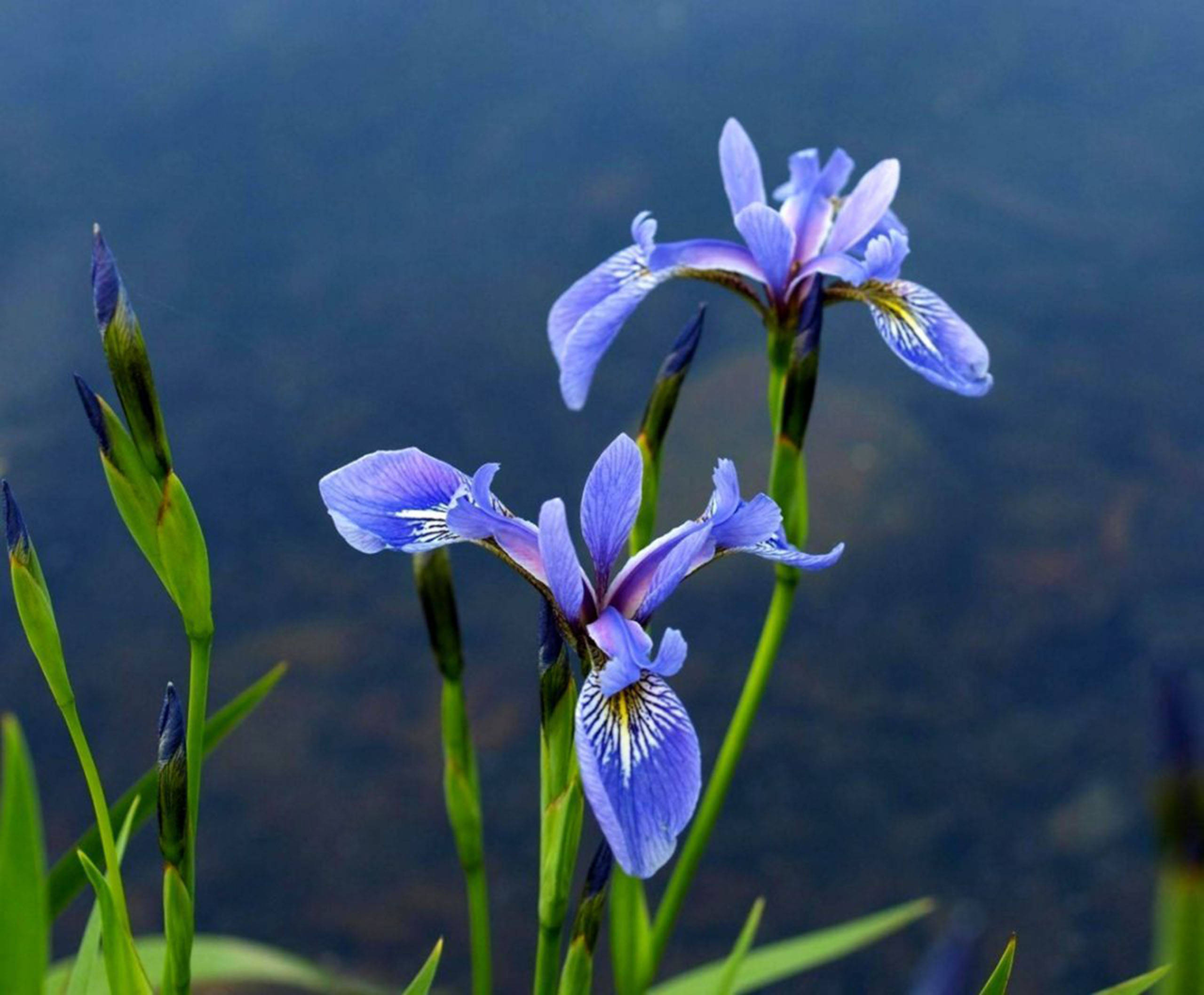Iris 桌布 壁紙 — 鮮豔的藍色鳶尾花在平靜的水邊優雅綻放，帶有綠色莖和花蕾，背景柔和模糊。