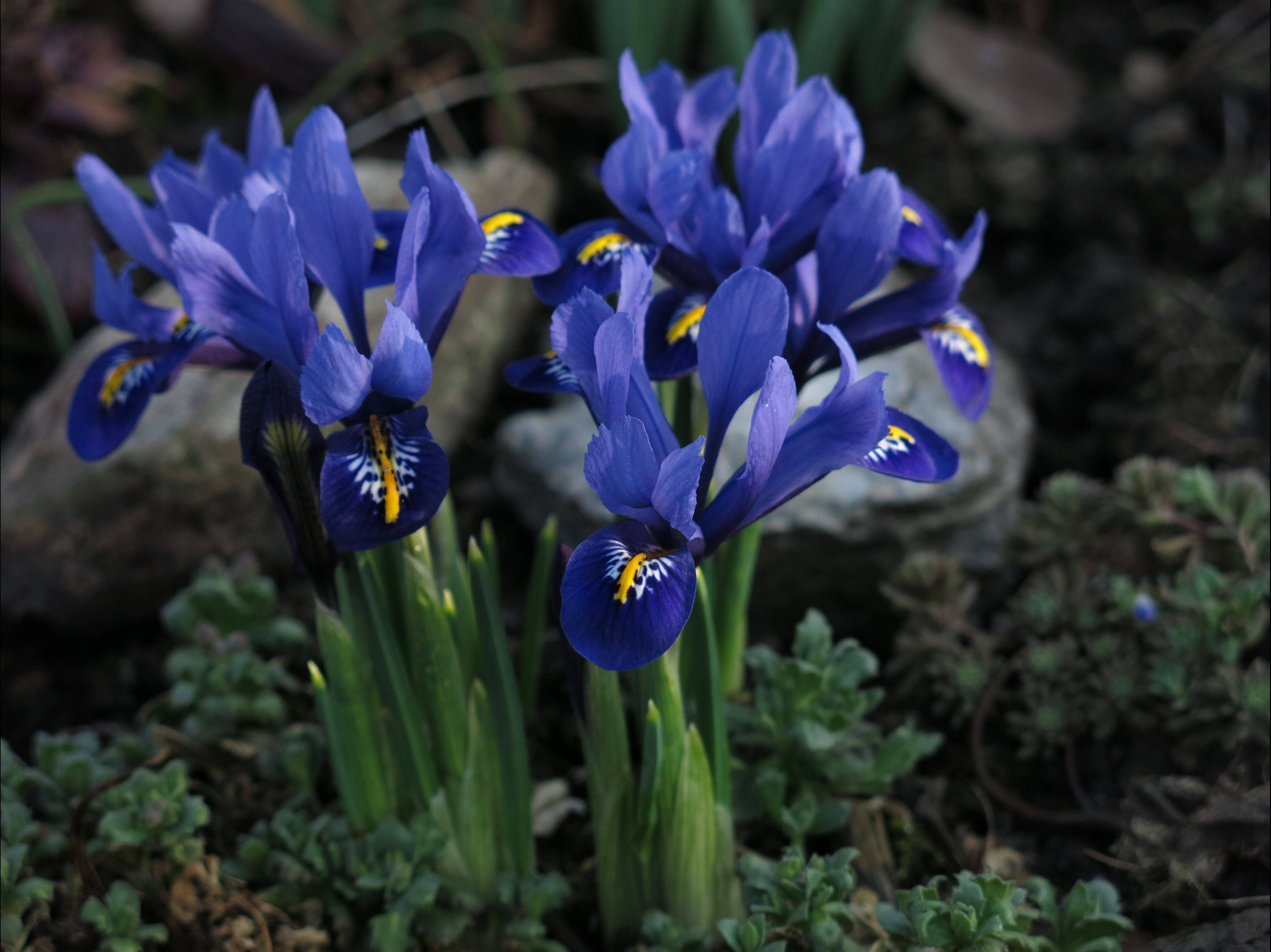 Iris 桌布 壁紙 — 鮮豔的藍色鳶尾花帶有黃色和白色的中心，在柔和的自然光下於綠色葉片和長滿苔蘚的岩石間盛開。