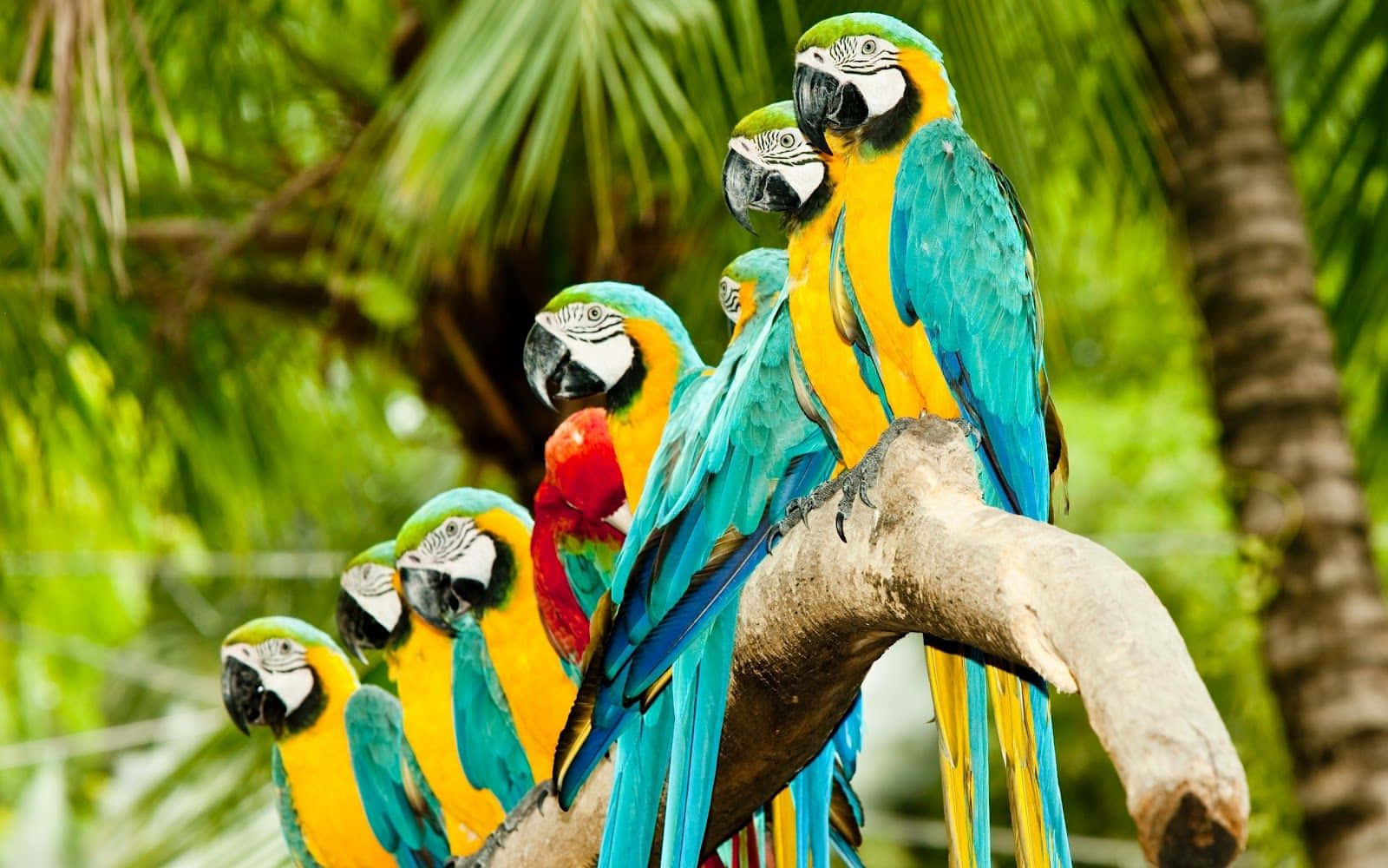 parrot 桌布 壁紙 — 鮮豔的藍黃金剛鸚鵡一起棲息在熱帶叢林中茂密綠色棕櫚葉間的粗樹枝上。