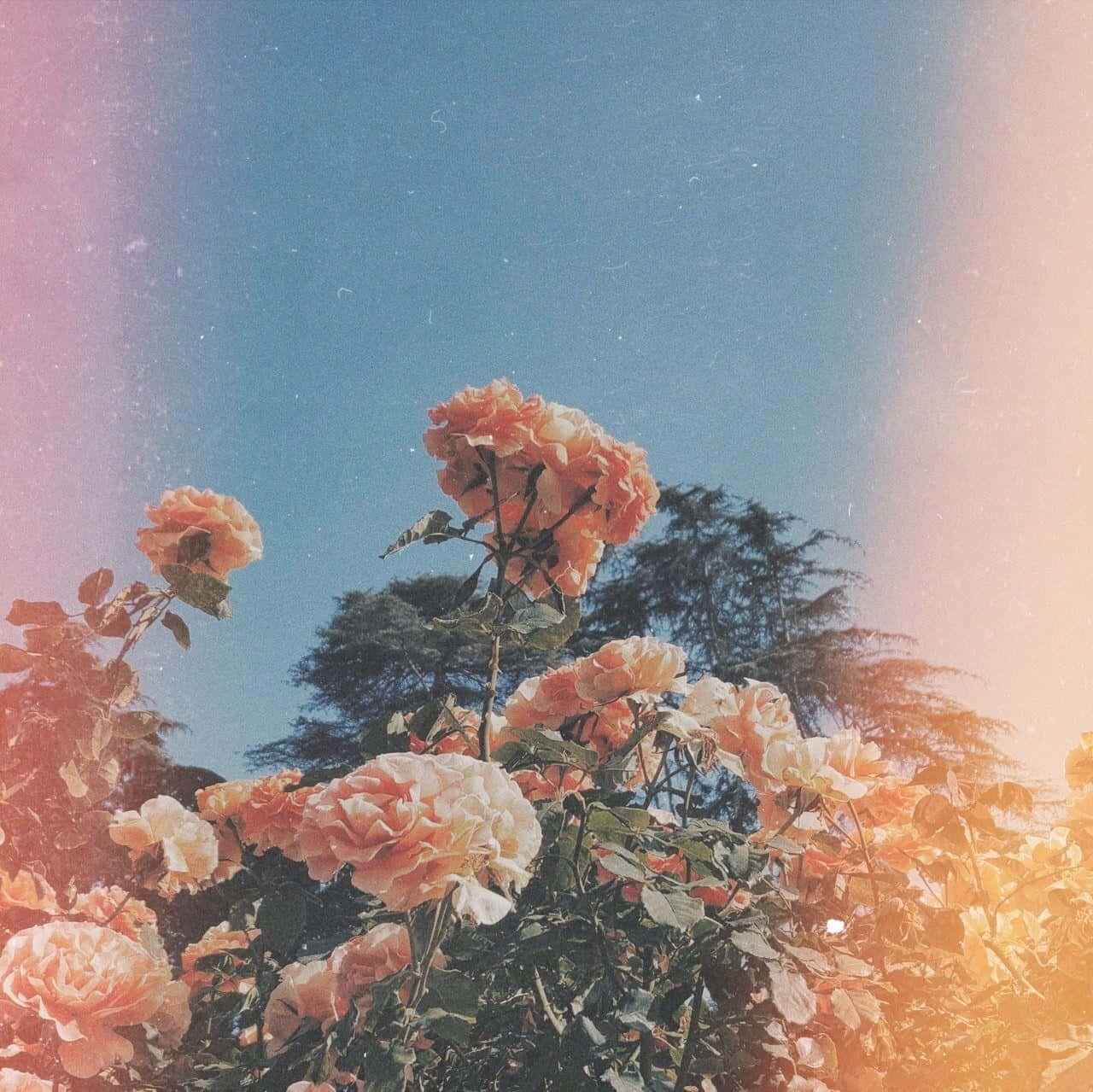 Cute Aesthetic Flower 桌布 壁紙 — 鮮豔的蜜桃玫瑰在晴朗的藍天下盛開，帶有溫暖的鏡頭光暈和復古底片顆粒感。