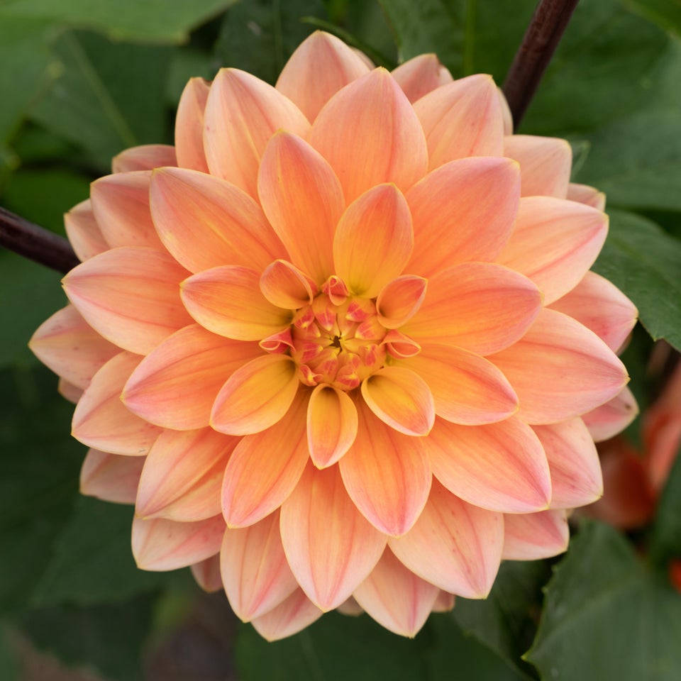 Dahlia 桌布 壁紙 — 鮮豔的蜜桃色大理花近距離特寫，花瓣層層疊疊，黃色花心，周圍環繞著茂盛的綠葉。