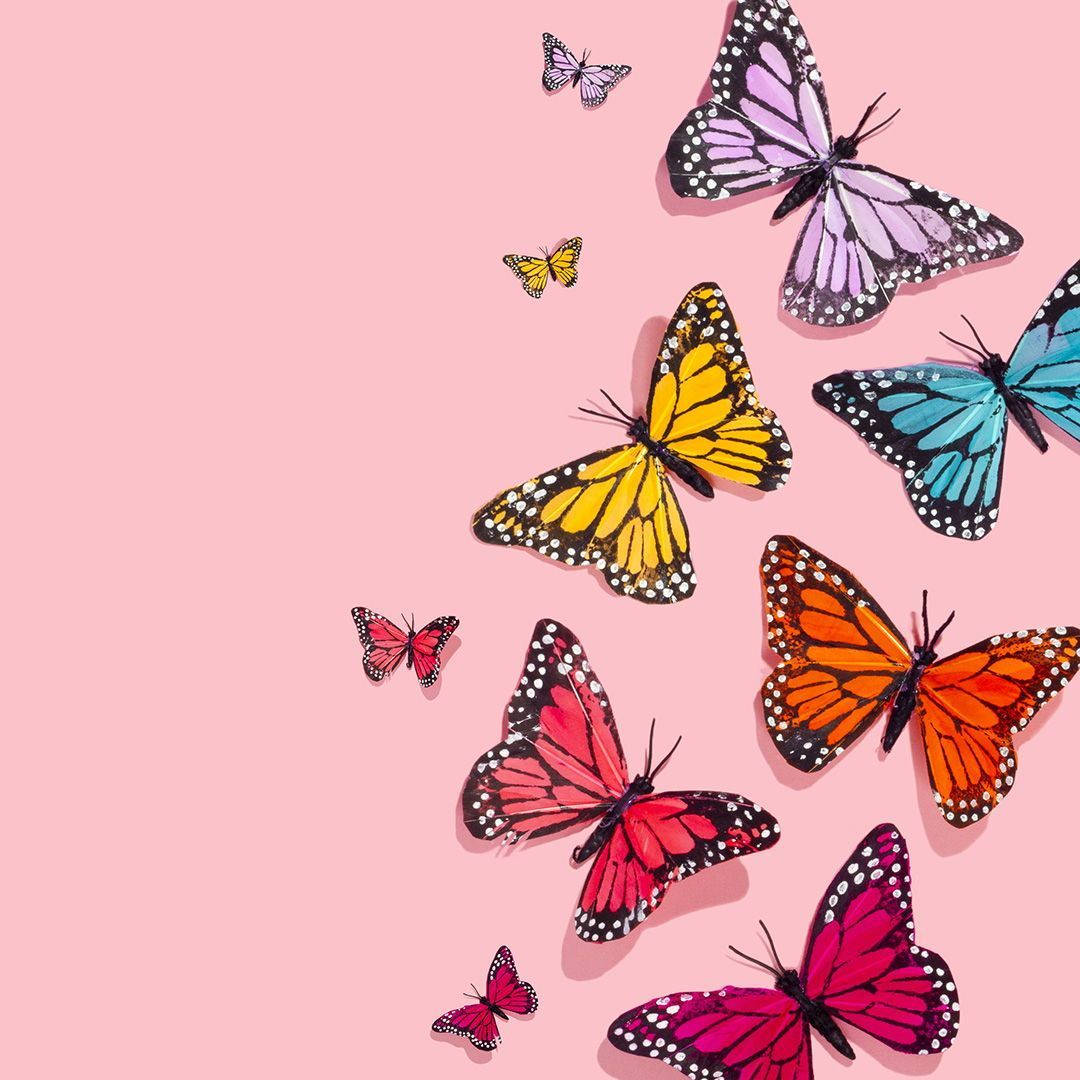 Butterflies 桌布 壁紙 — 鮮豔的蝴蝶在粉紅、黃、橙和藍色中，在柔和的粉紅背景上翩翩起舞。