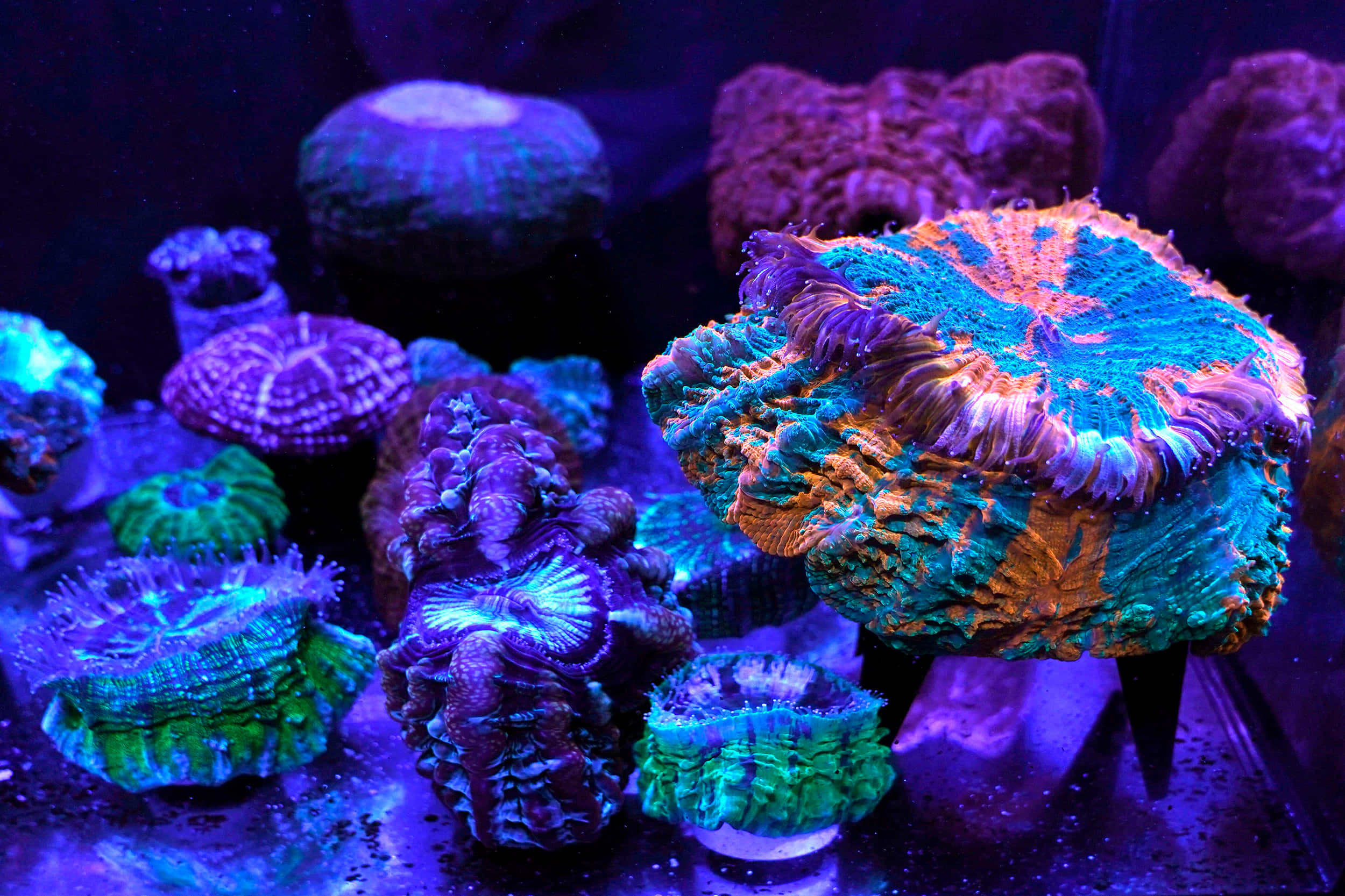 海洋 桌布 壁紙 — 鮮豔的螢光珊瑚在黑暗的水族箱中，在紫藍色燈光下發光。