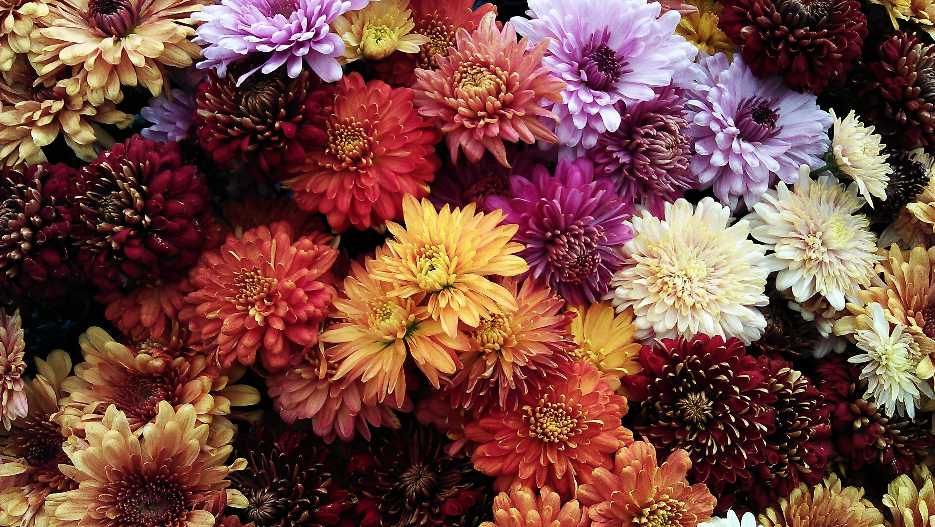 Chrysanthemum 桌布 壁紙 — 鮮豔的近距離拍攝，密集的菊花呈現豐富的紅色、紫色、黃色和奶油色，形成茂盛的花卉掛毯。