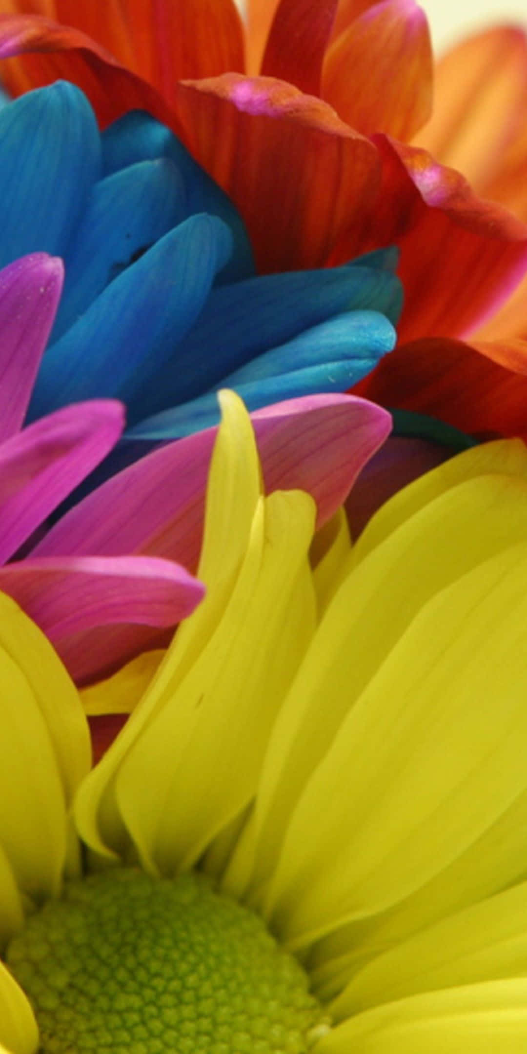 Flowers 桌布 壁紙 — 鮮豔的近距離特寫，展示了黃、藍、粉紅和橙色大膽色調的多色雛菊花瓣。