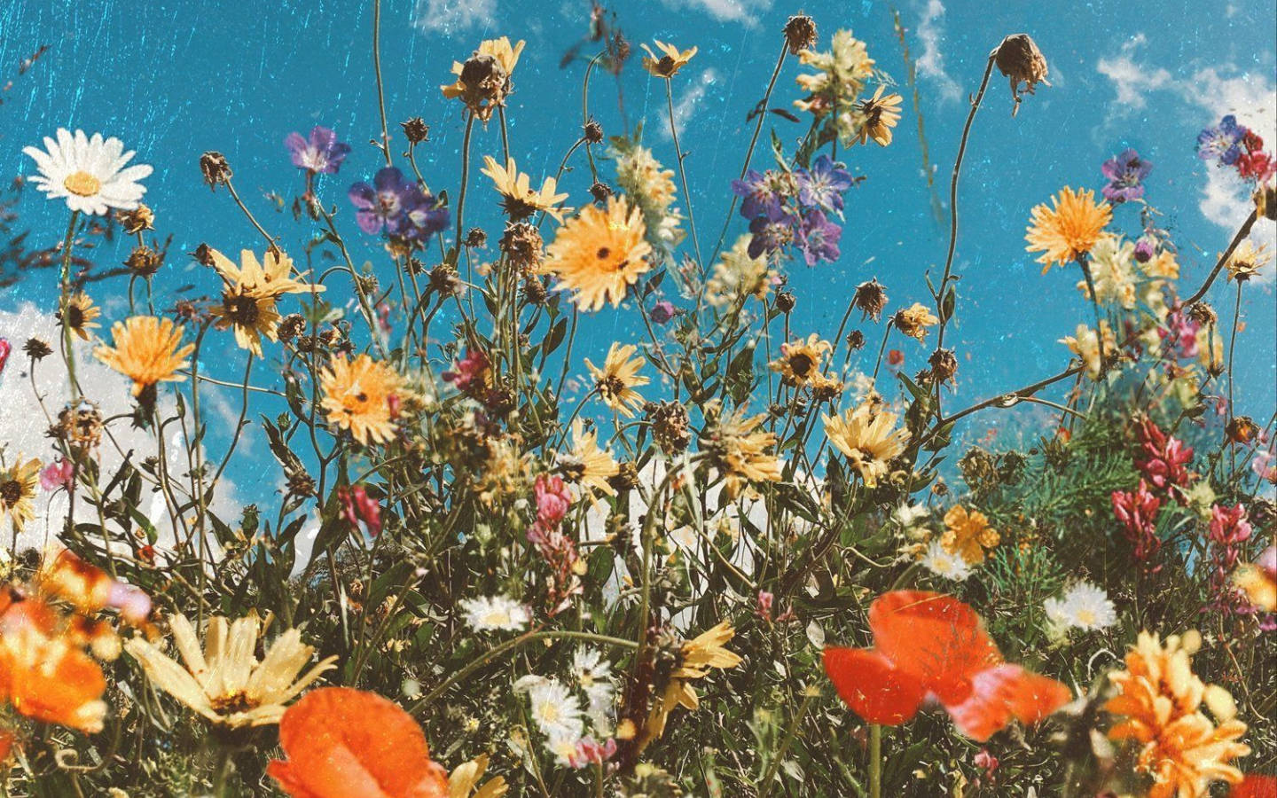 Flowers 桌布 壁紙 — 鮮豔的野花以黃色、紫色和紅色盛開，映襯著帶有零星白雲的明亮藍天。