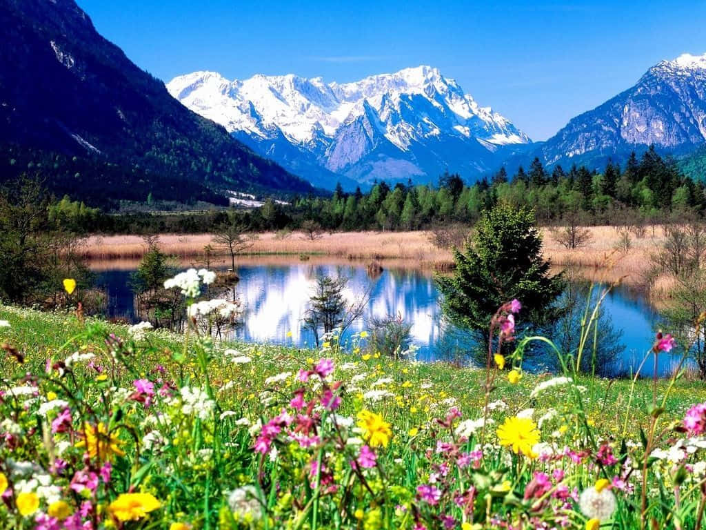 Spring River 桌布 壁紙 — 鮮豔的野花在前景盛開，旁邊是平靜的湖泊，在清澈的藍天下映照著積雪的山峰。