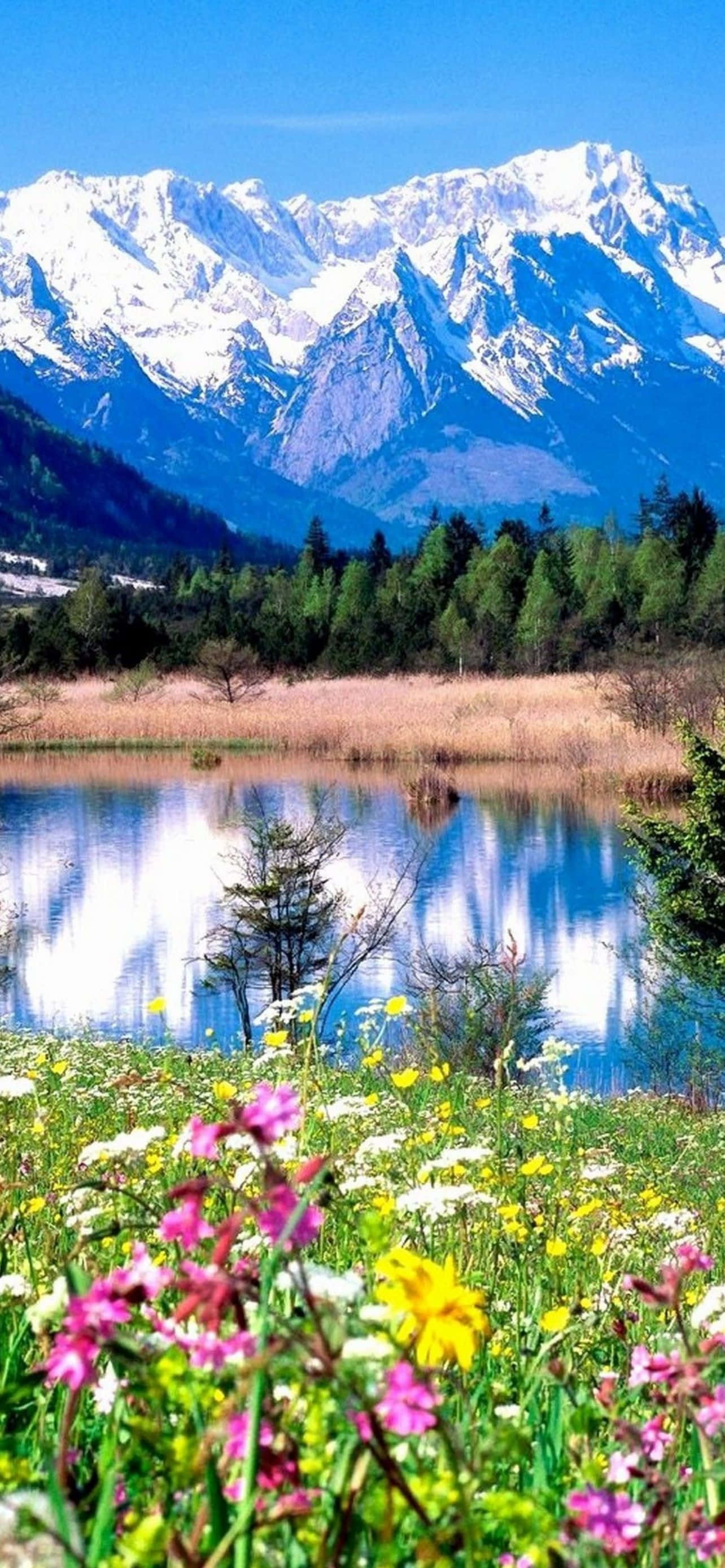 Mountain iPhone 桌布 壁紙 — 鮮豔的野花在前景盛開，映照出白雪覆蓋的山峰和清澈的藍天在平靜的湖水中。
