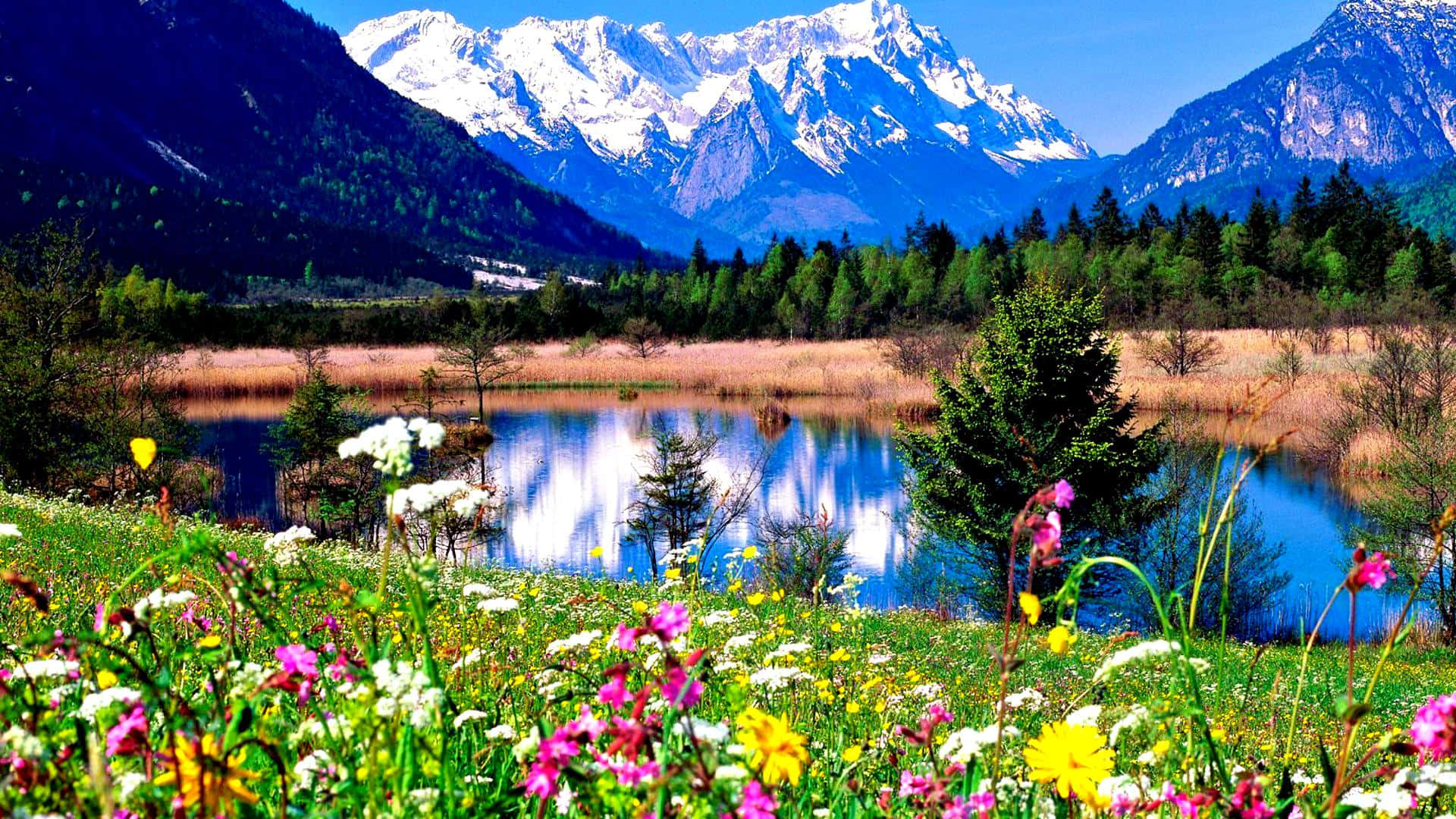 Beautiful Place 桌布 壁紙 — 鮮豔的野花在前景盛開，映照著白雪覆蓋的山峰和清澈的藍天，在寧靜的高山湖泊中。
