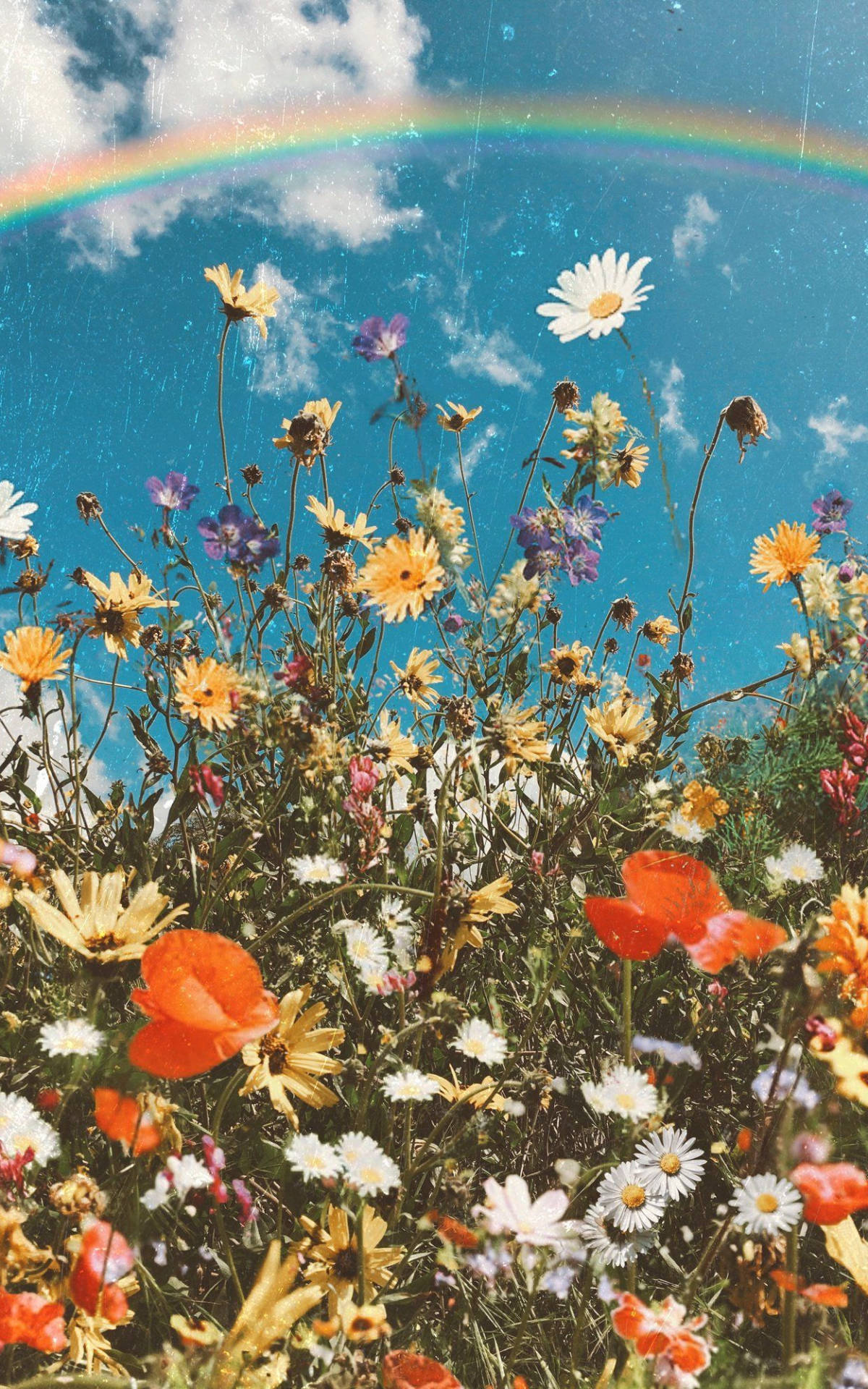 Spring iPhone 桌布 壁紙 — 鮮豔的野花在蔚藍的天空下盛開，天空中有完整的彩虹和散落的雲朵。