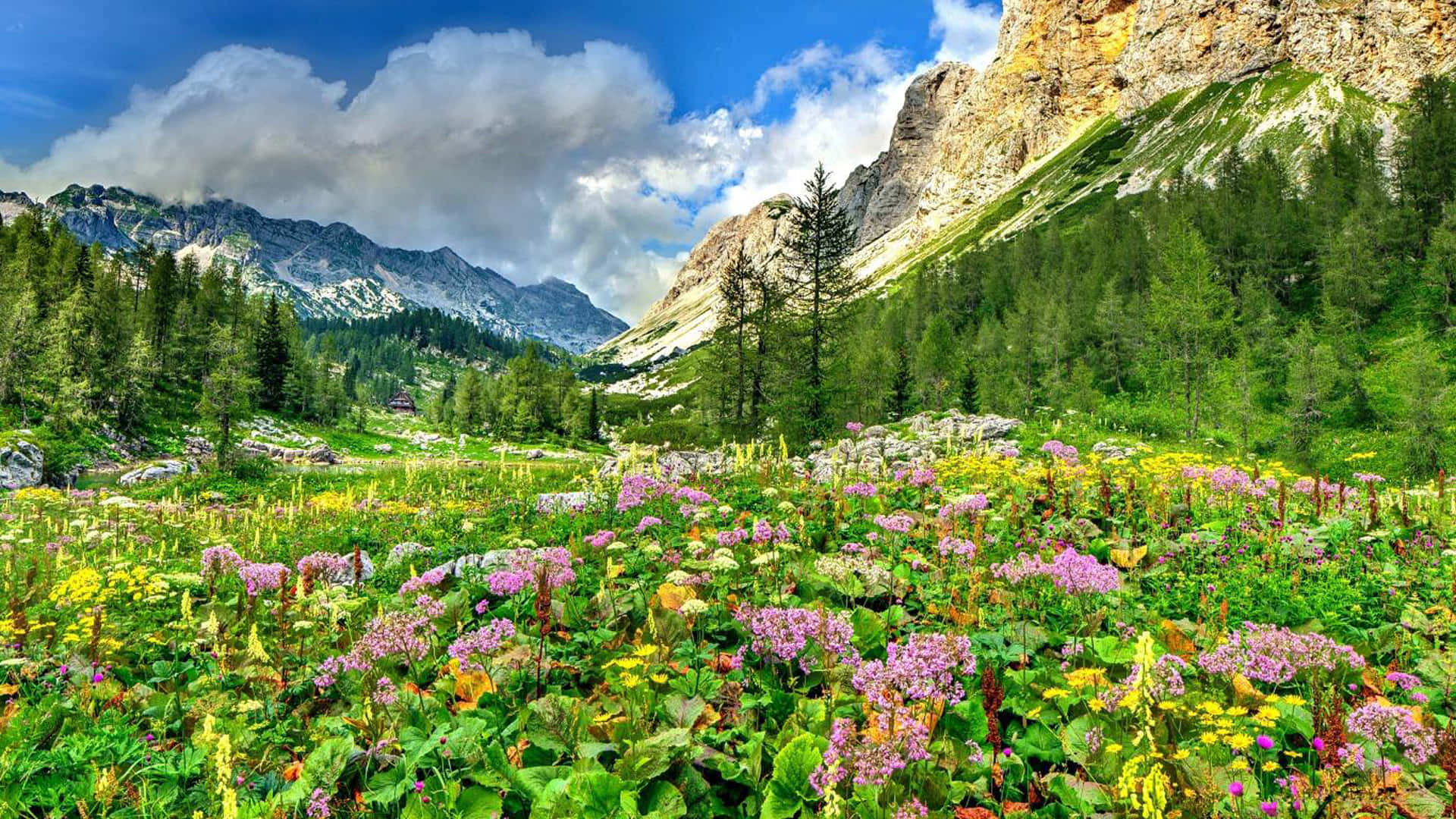 Mountain Scenes 桌布 壁紙 — 鮮豔的野花在陽光明媚的高山草甸中盛開，以高聳的岩石山脈和常綠樹木為框，背景是明亮的藍天和蓬鬆的白雲。